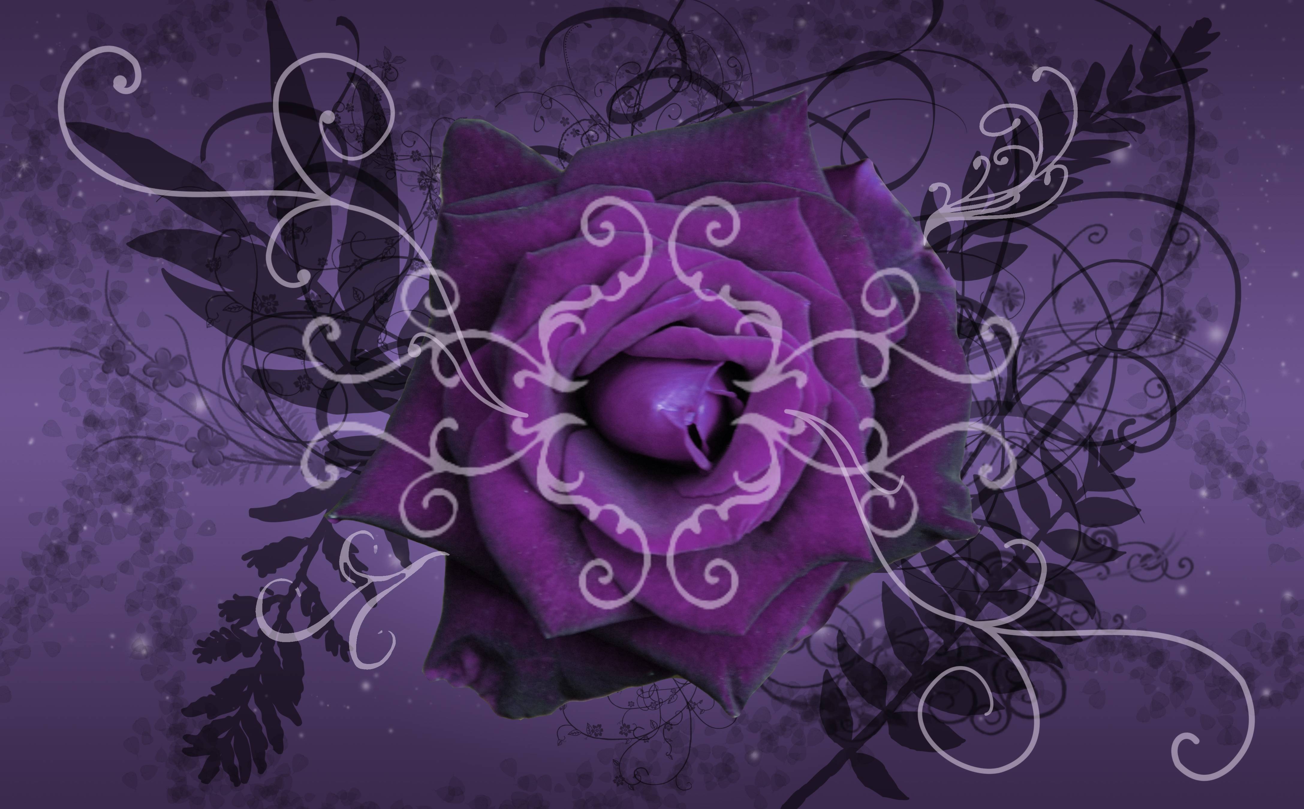 4350x2700 Purple Rose Wallpaper, Desktop