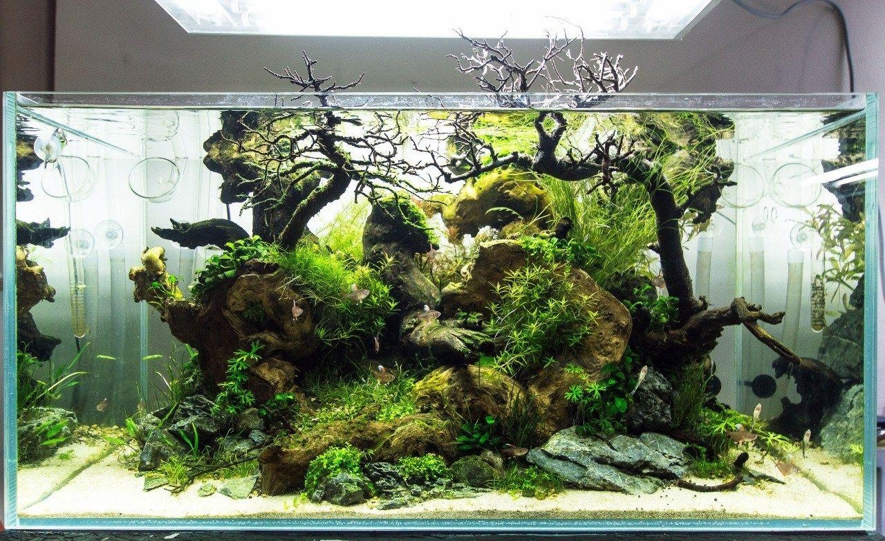 1280x790 High quality image for aquascape academy, Desktop