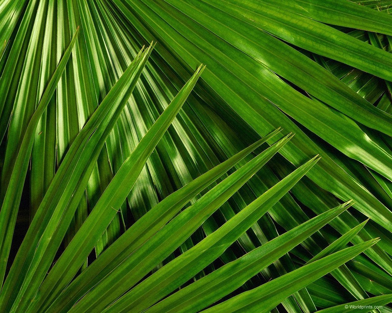 1280x1030 Palm Sunday Wallpaper 800x600 (96.6 KB), Desktop