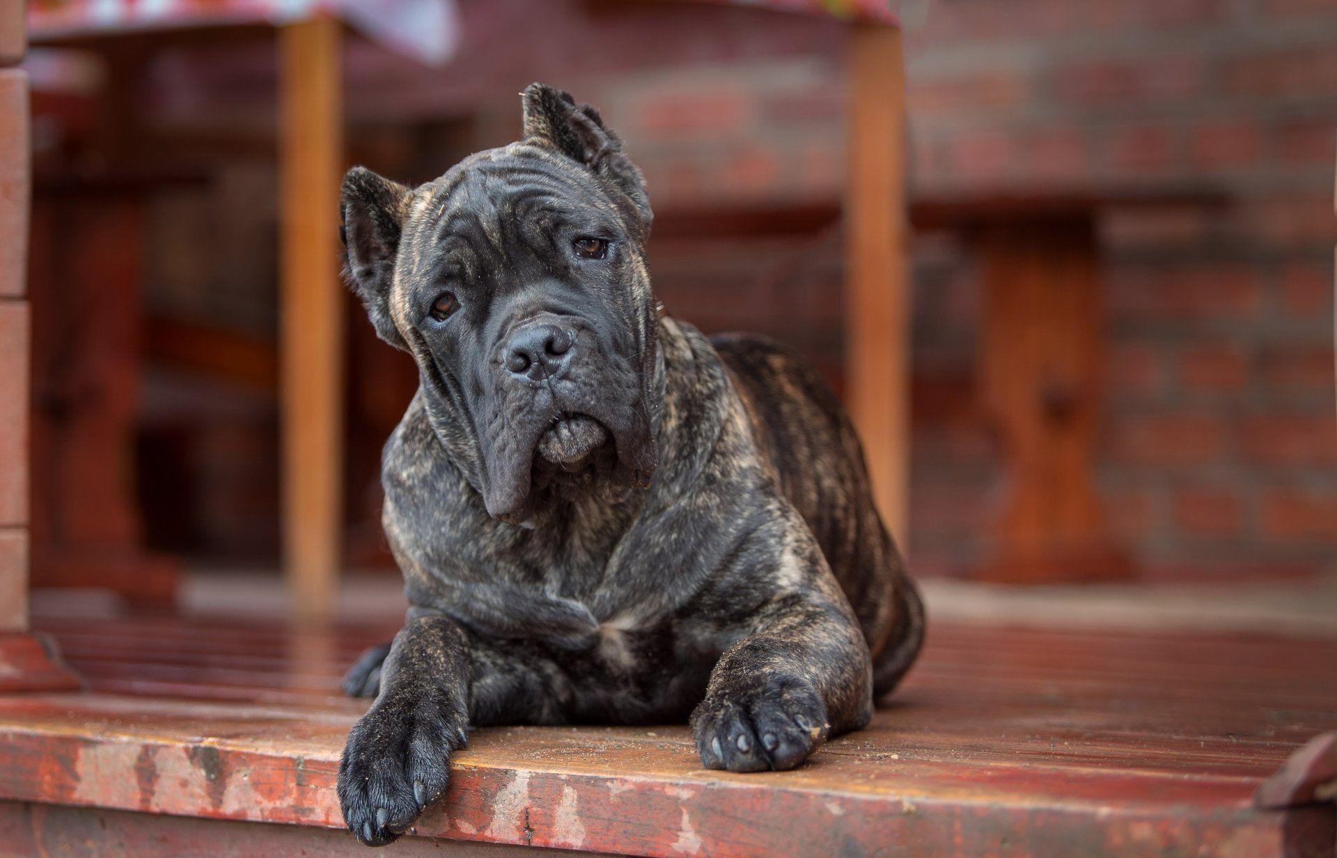 1920x1240 cane corso dog view HD wallpaper, Desktop