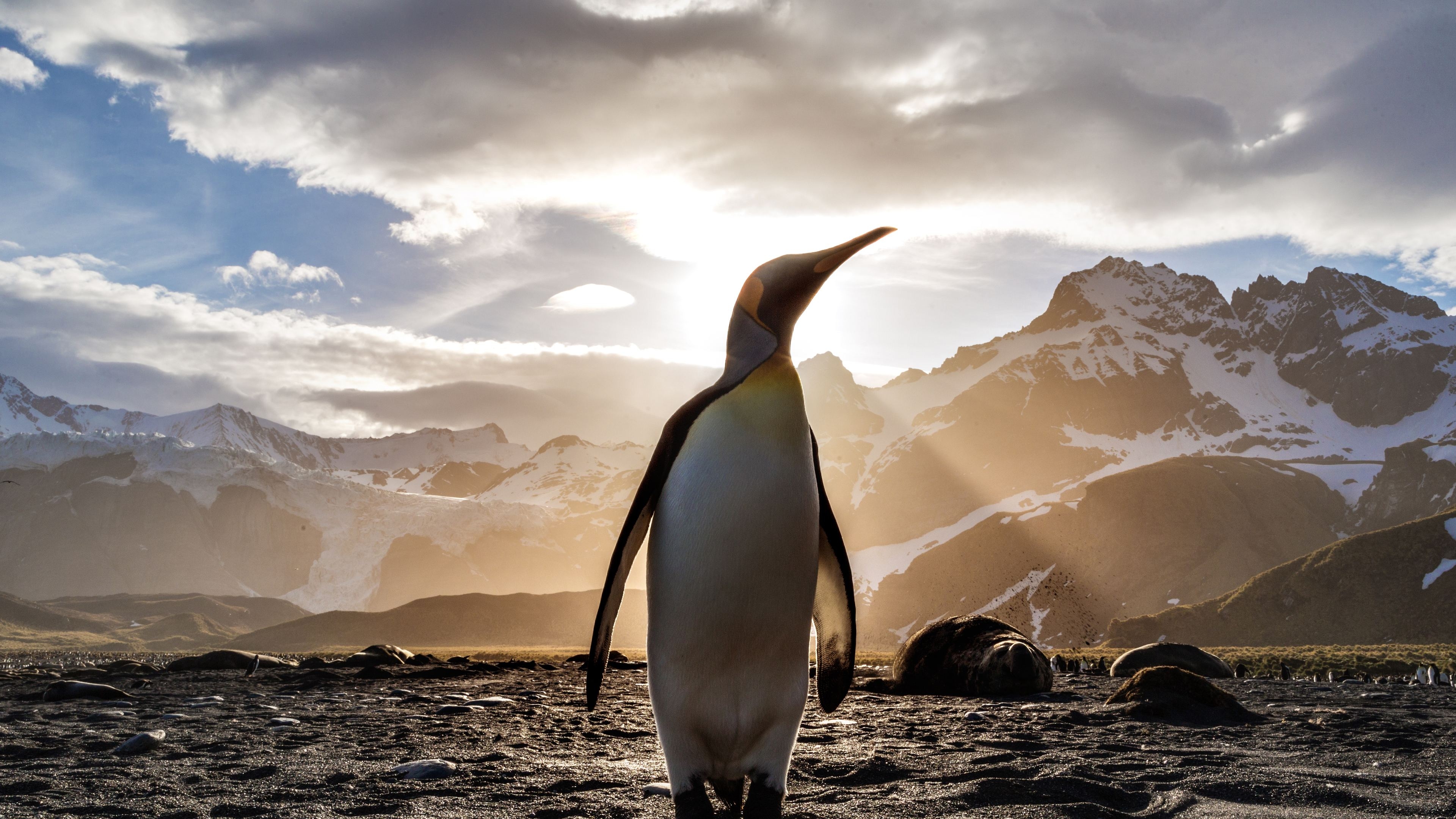 3840x2160 Wallpaper 4k Penguin Looking Out 4k, Desktop