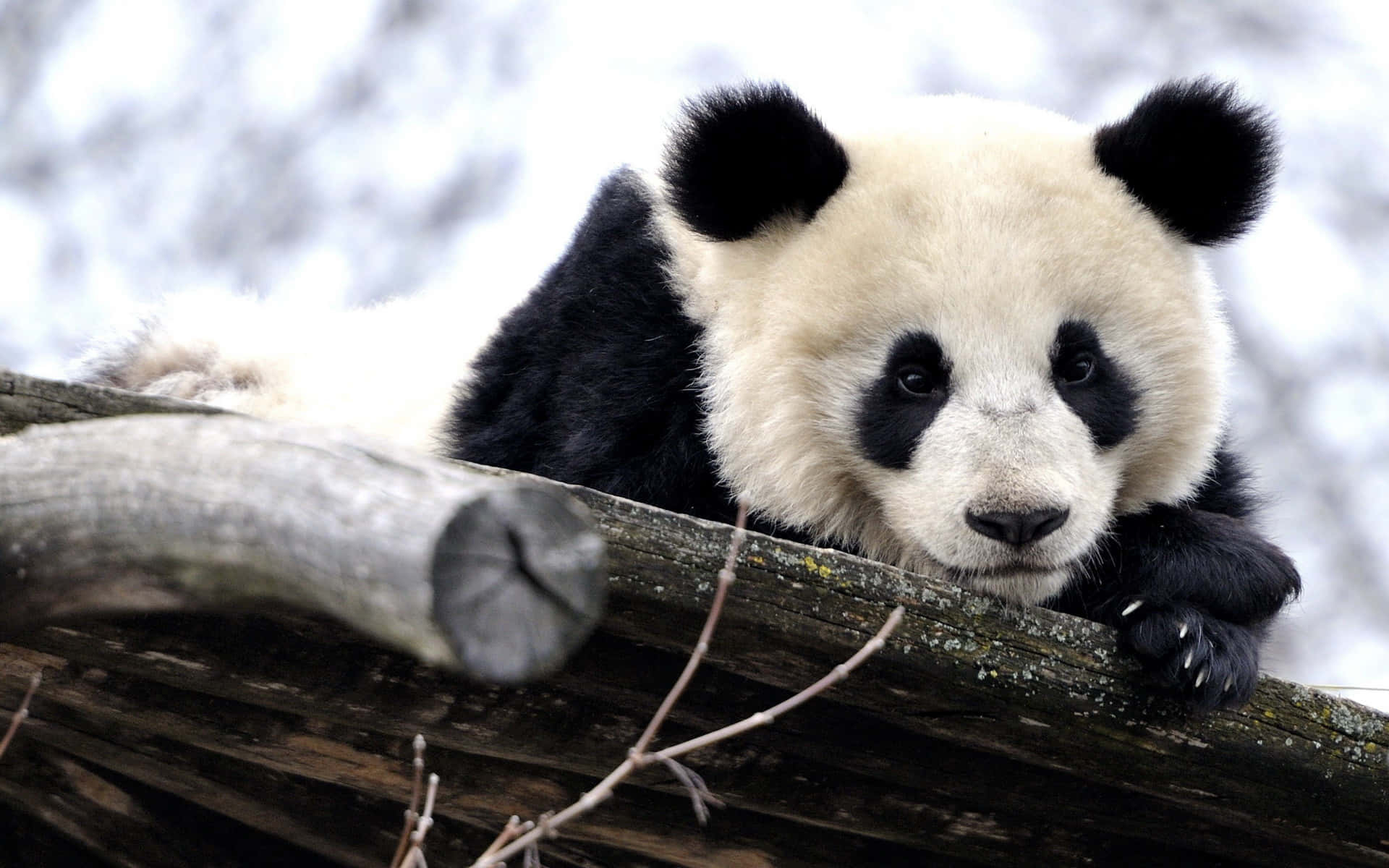 1920x1200 Free Panda Wallpaper Downloads, Panda Wallpaper for FREE, Desktop