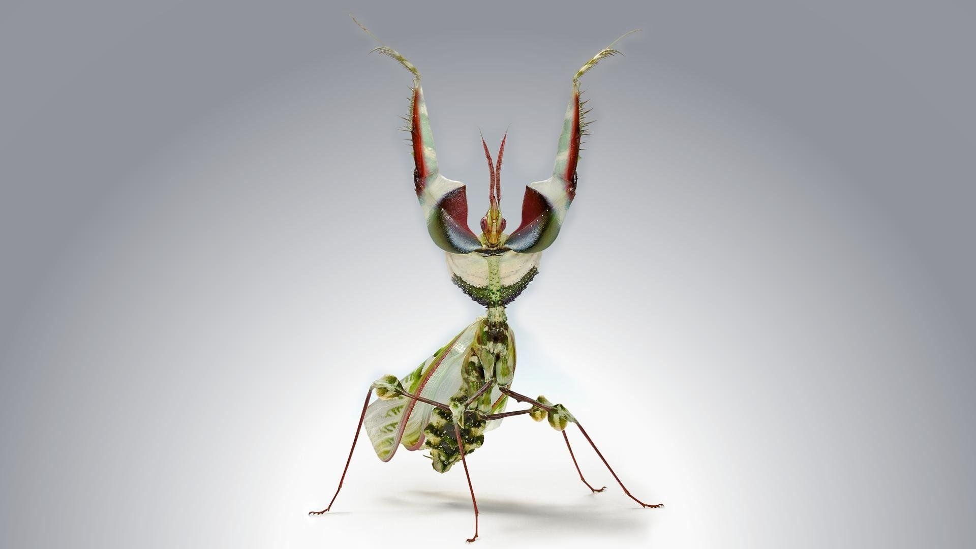 1920x1080 Devil's Flower Mantis, Desktop