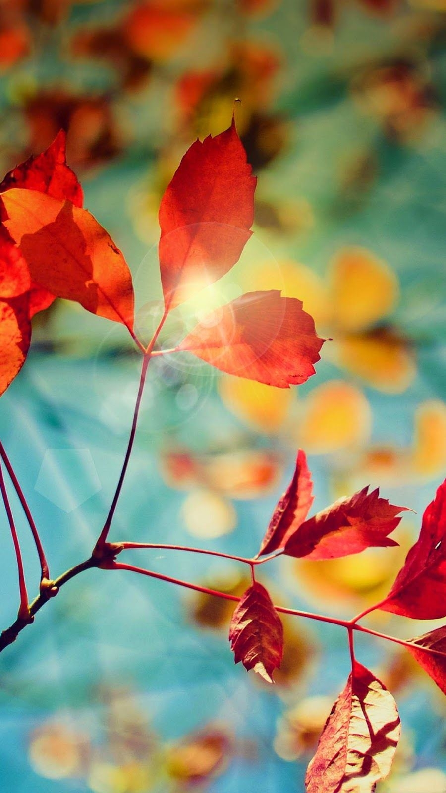 900x1600 Autumn Phone Wallpaper Free Autumn Phone Background, Phone