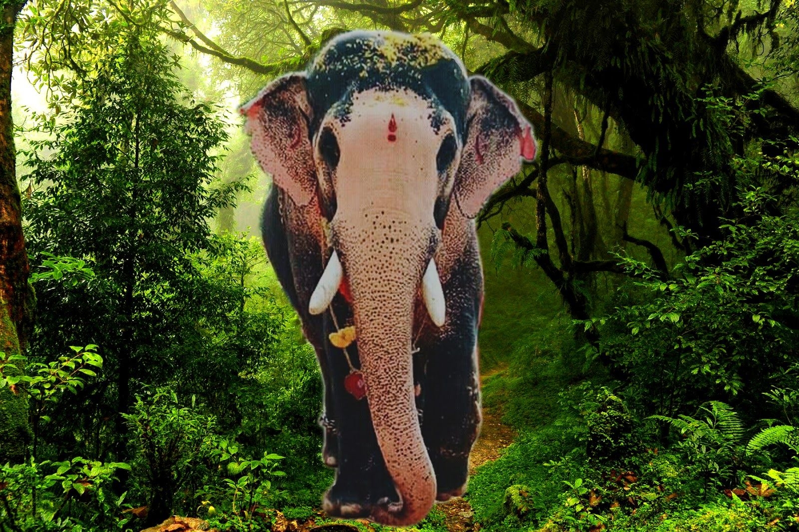 1600x1070 Kerala Elephants Image. Kerala elephants wallpaper HD. Kerala elephant photo and names, Desktop