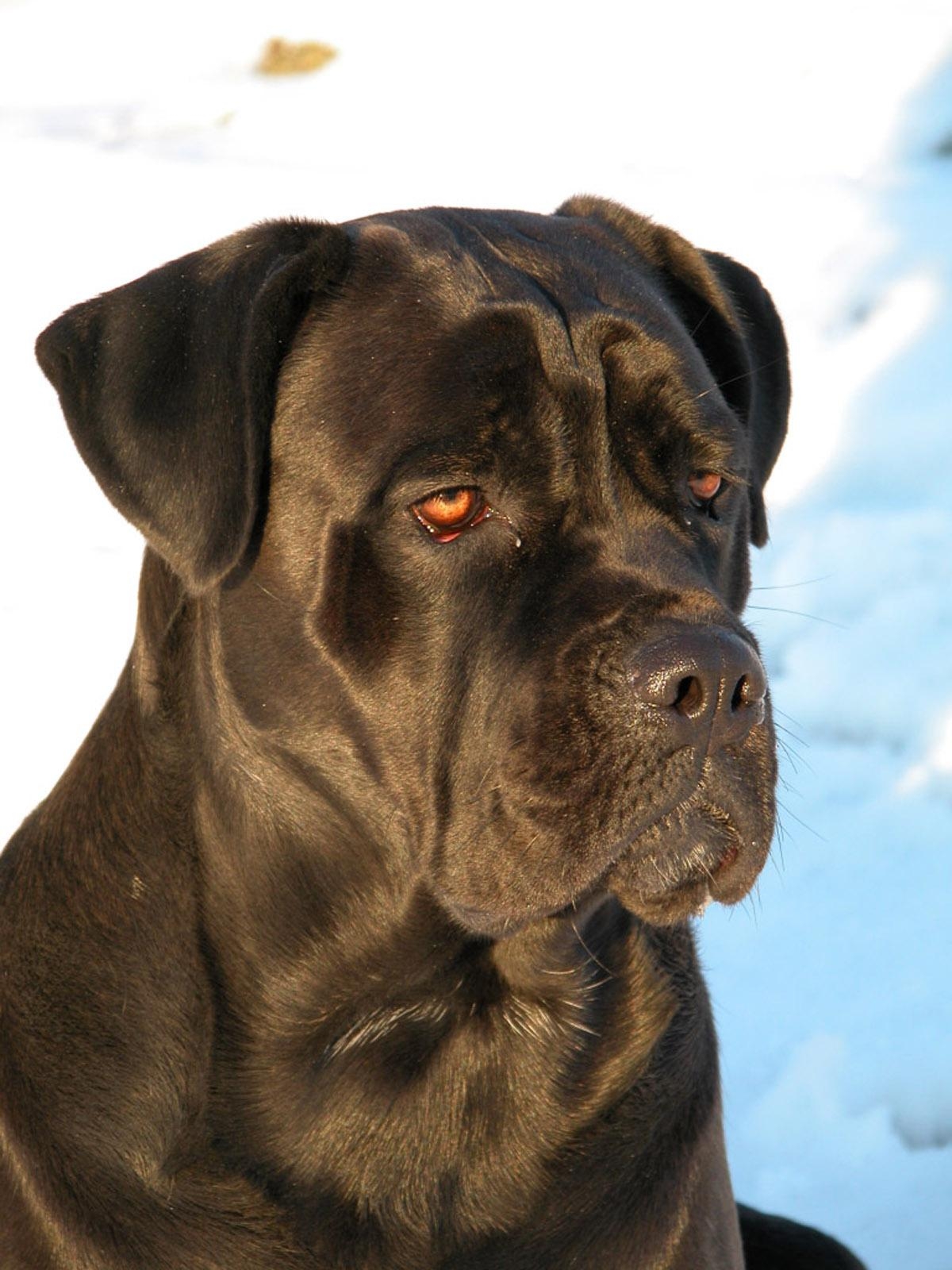 1200x1600 pics of cane corso dogs. Cane corso dog free wallpaper in free, Phone