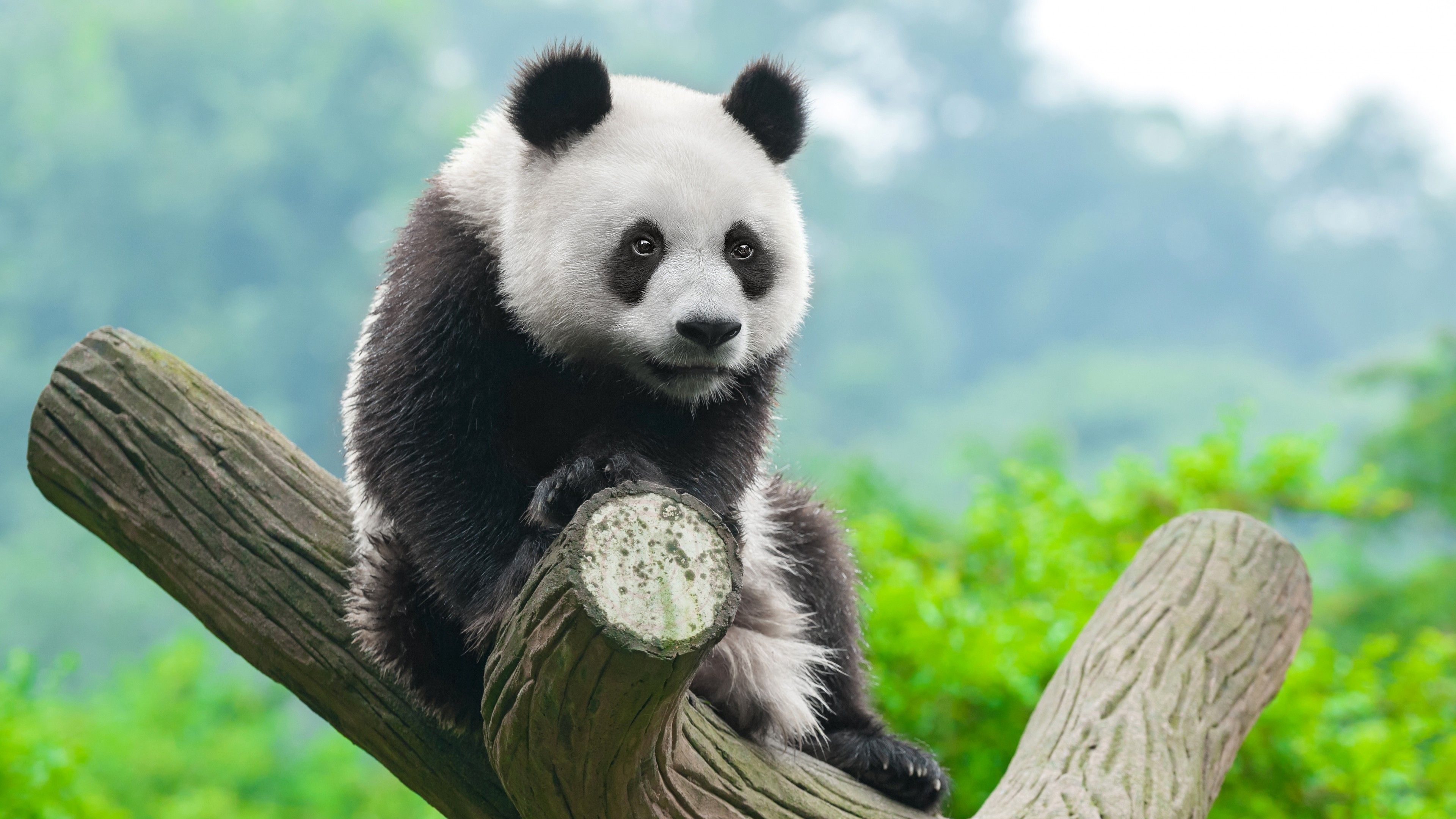 3840x2160 Wallpaper panda, cute animals, 4k, Animals, Desktop