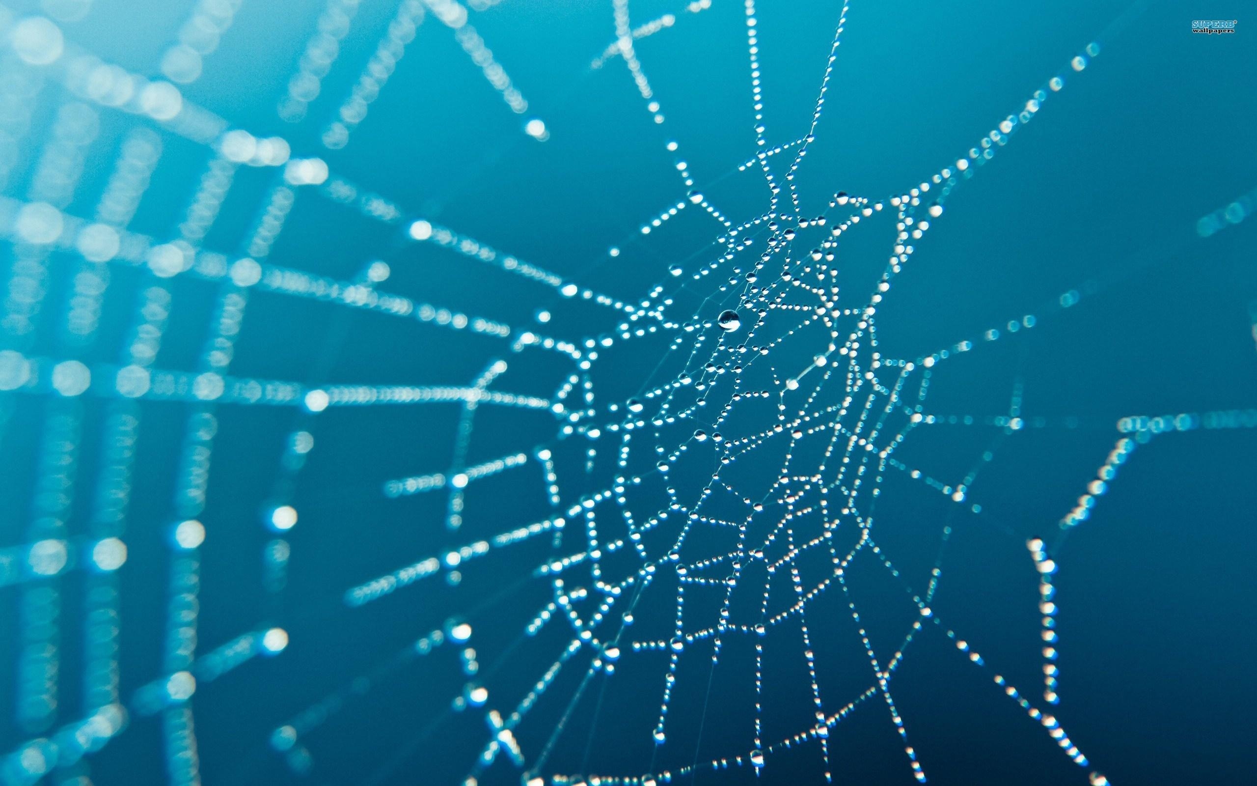 2560x1600 Spider Web Wallpaper, Desktop