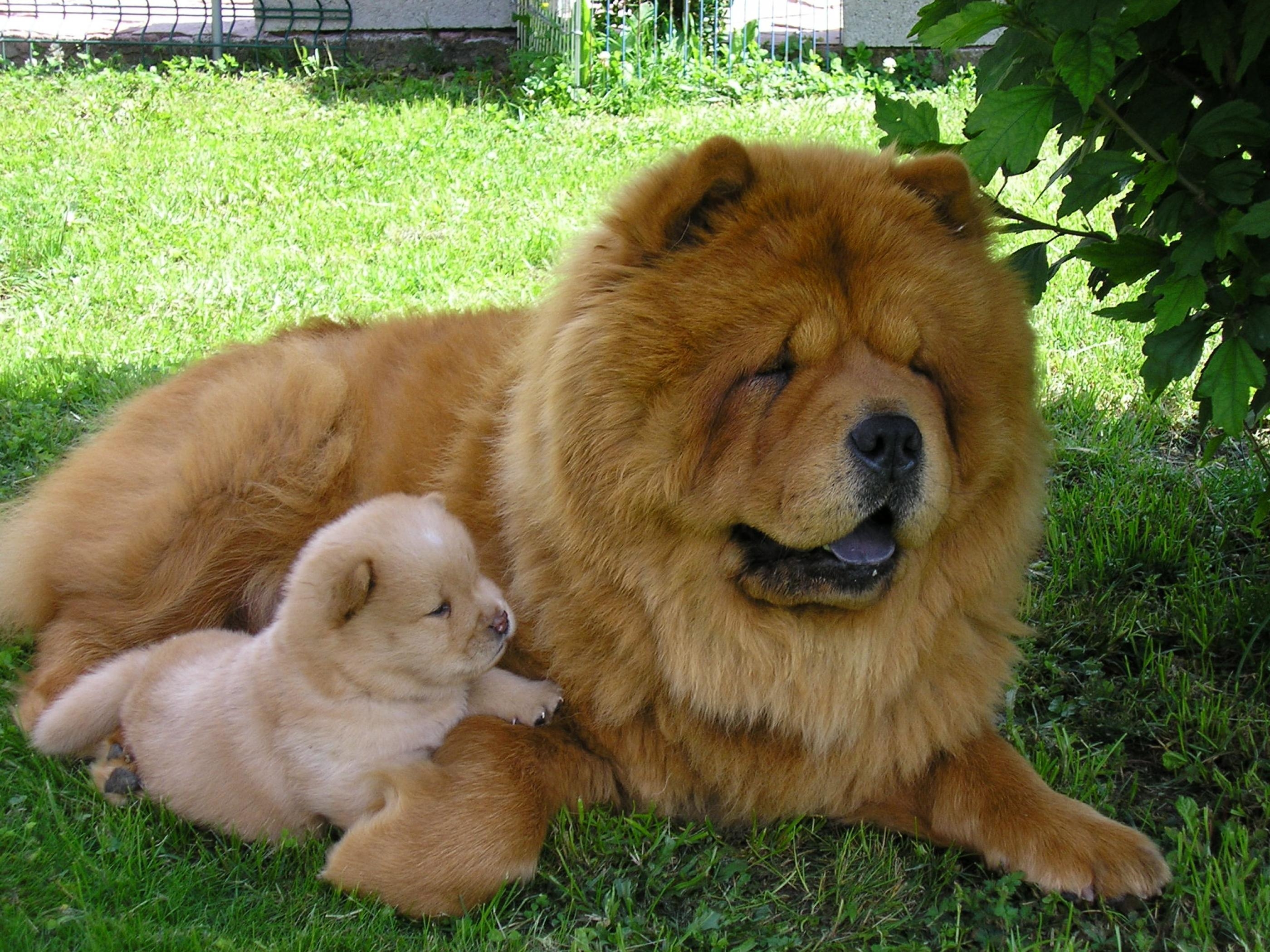 2800x2100 Chow Chow Wallpaper High Resolution #C46ST6Y, Desktop