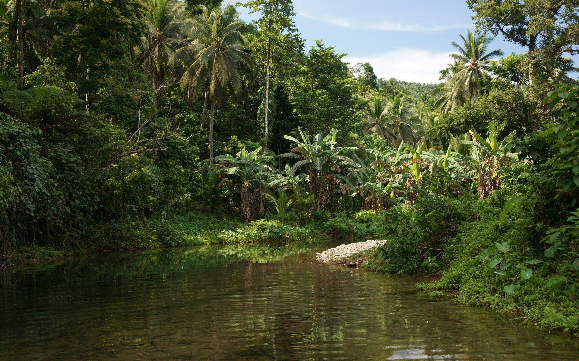 1920x1200 Jungle HD Wallpaper, Desktop