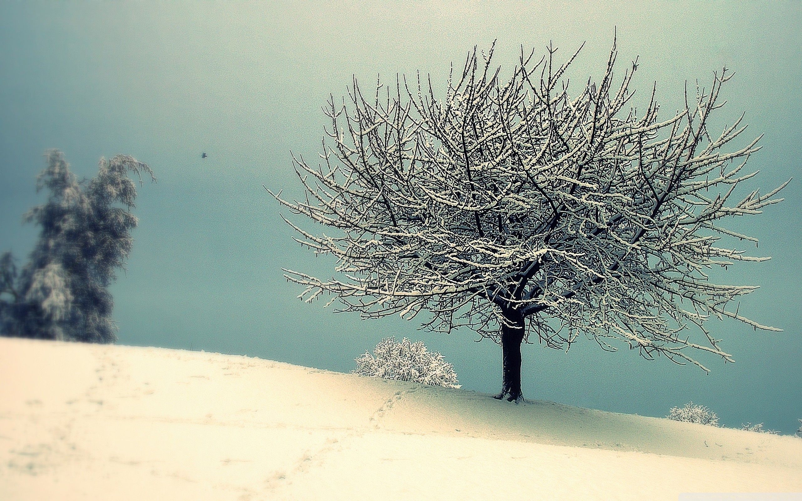 2560x1600 Vintage Winter Photography Wallpaper Free Vintage Winter Photography Background, Desktop