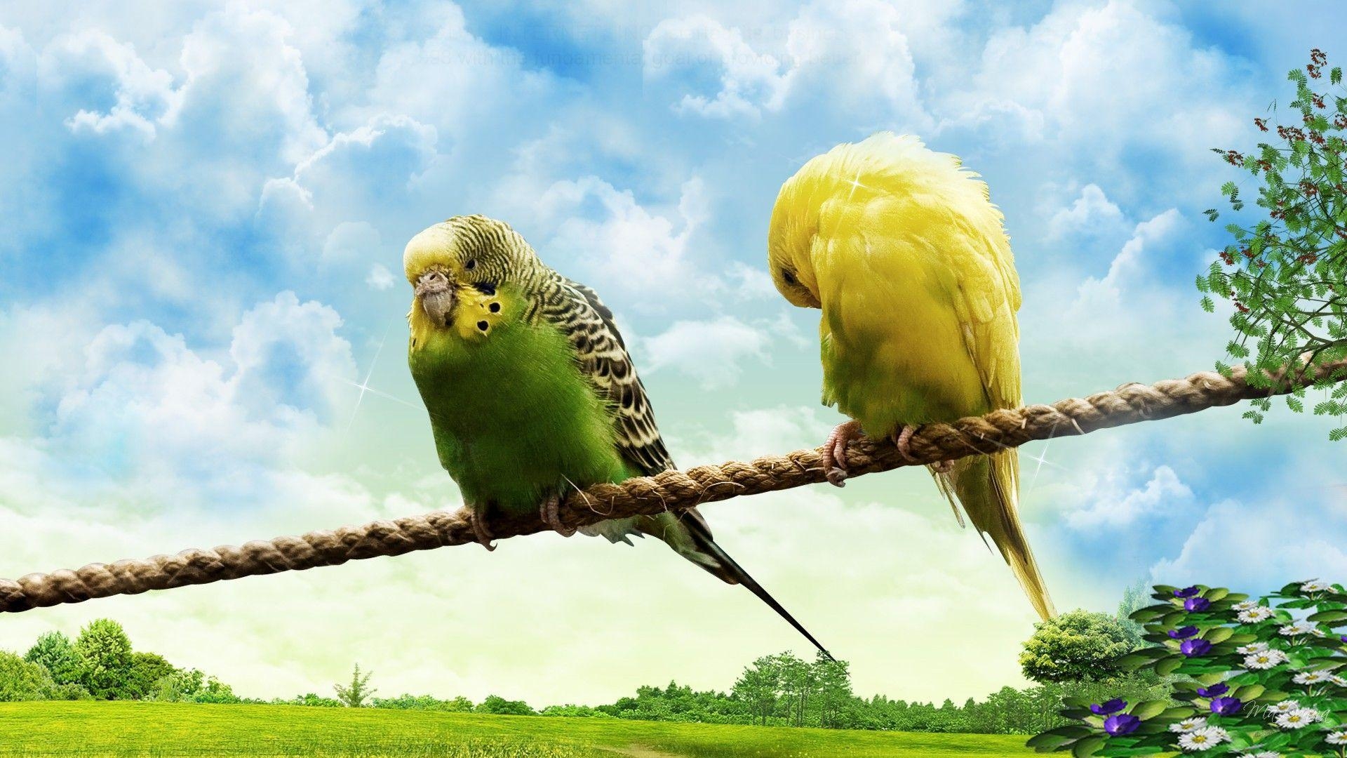 1920x1080 Wildlife Photo & Lovebirds Picture. PC Wallpaper Free Downloads, Desktop