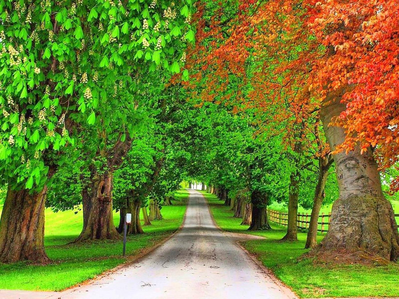 1600x1200 wallpaper: Trees Wallpaper, Desktop