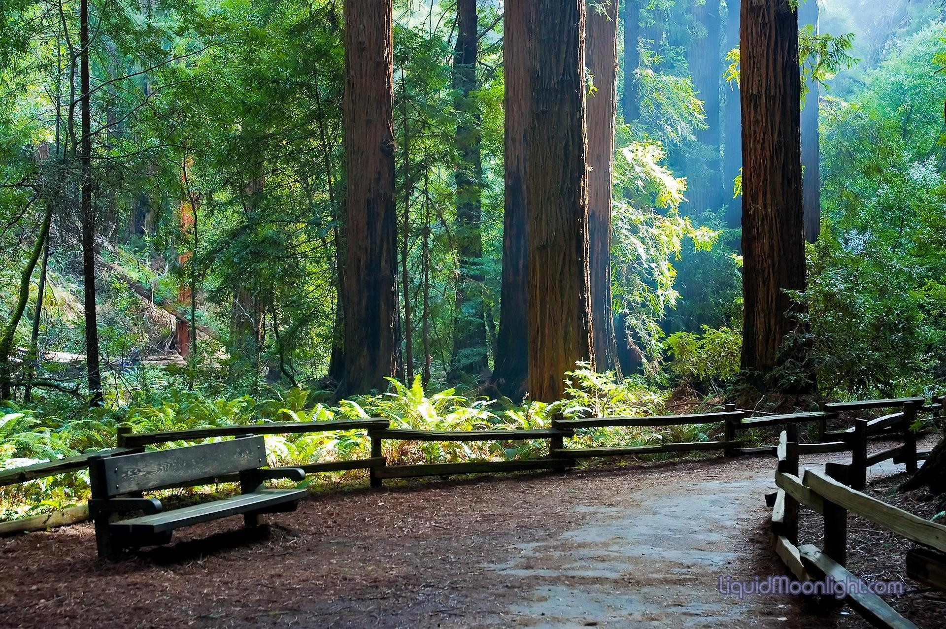 1920x1280 Fluidr / My Quiet Place Woods National Monument California, Desktop