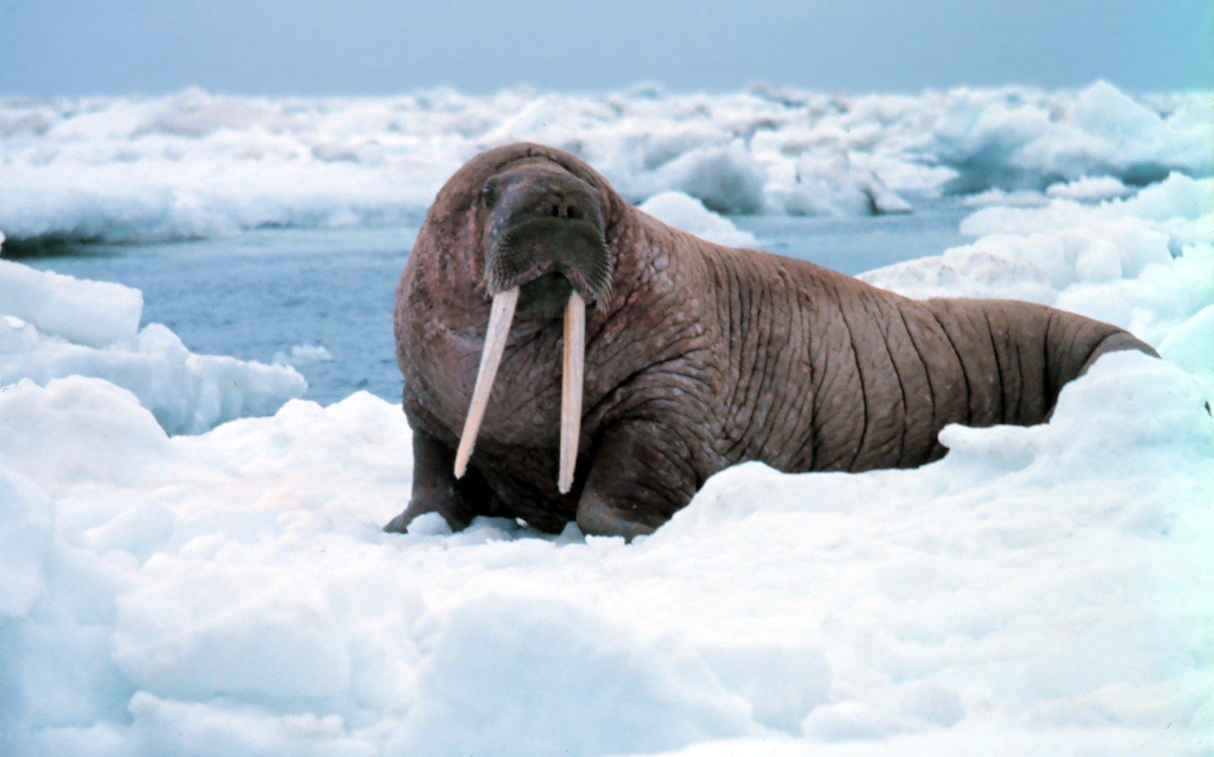 1720x1070 Walrus HD Wallpaper and Background Image, Desktop