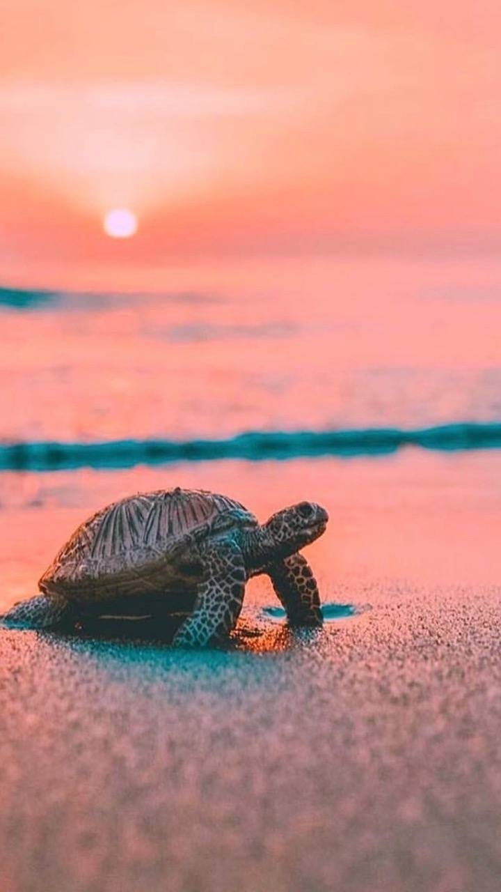 720x1280 Turtle Wallpaper, Phone