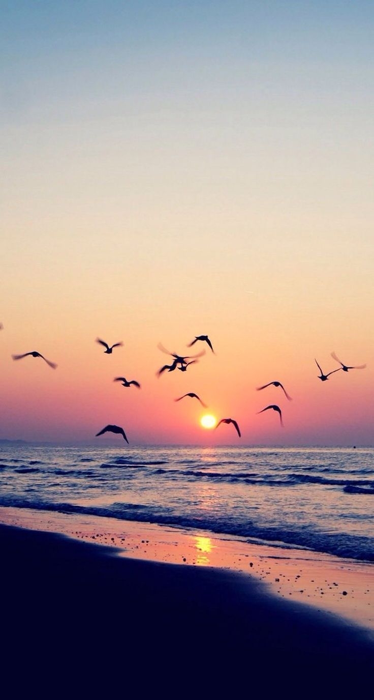 740x1380 Sunset. Nature. Birds. Calmness. iPhone wallpaper. Nature, Phone