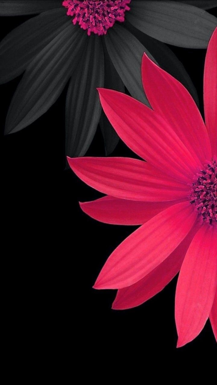 720x1280 iPhone Wallpaper. Petal, Pink, Red, Flower, Plant, Black, Phone