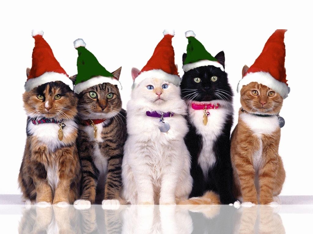 1030x770 Christmas Cat Wallpaper Awesome Funny Image Collection, Desktop