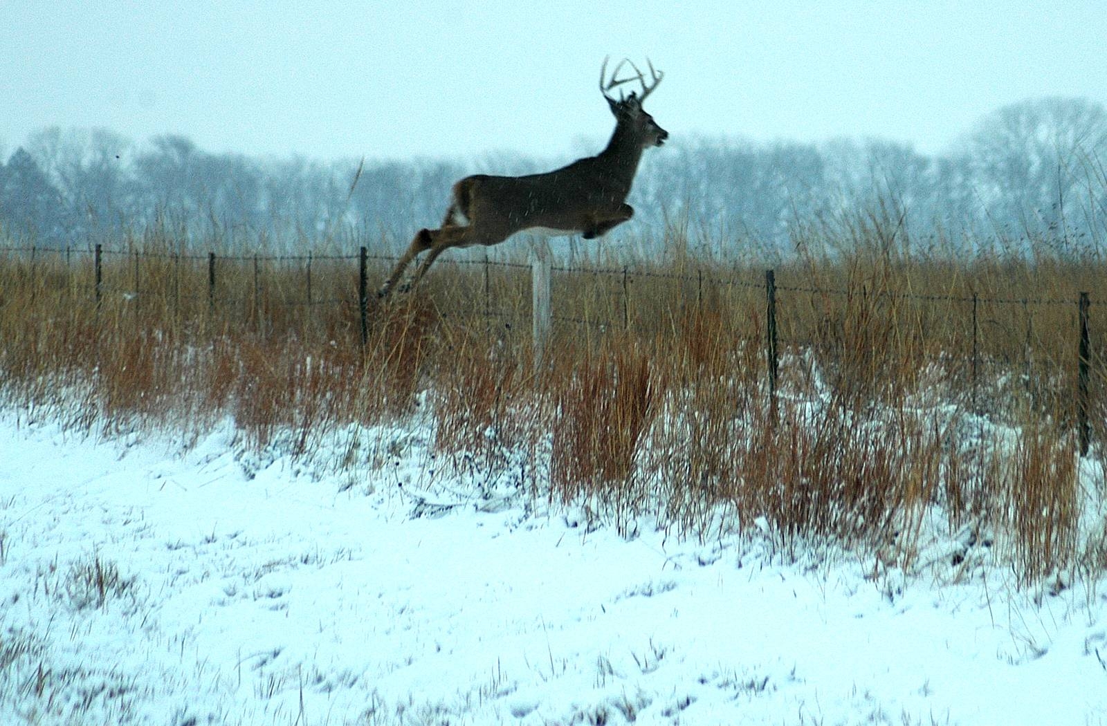 1600x1050 Monster Whitetail Deer Wallpaper, Desktop