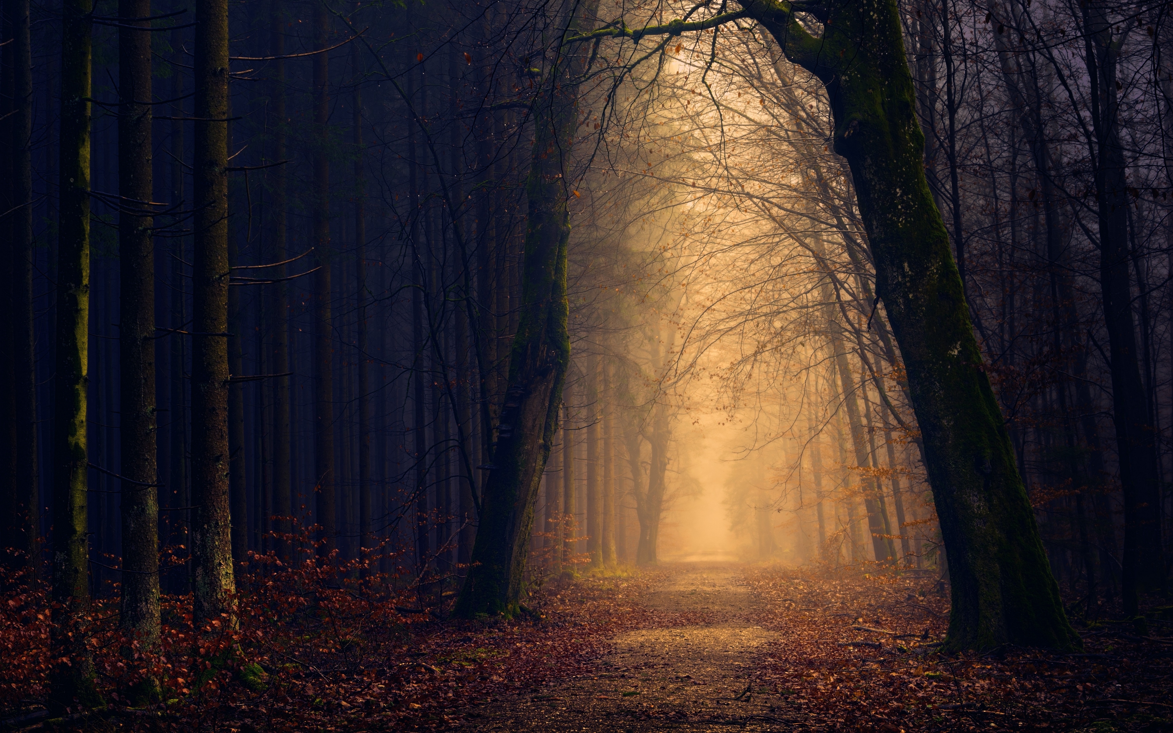 3840x2400 Path, Leaf, Fall, Tree, Dark wallpaper, Desktop