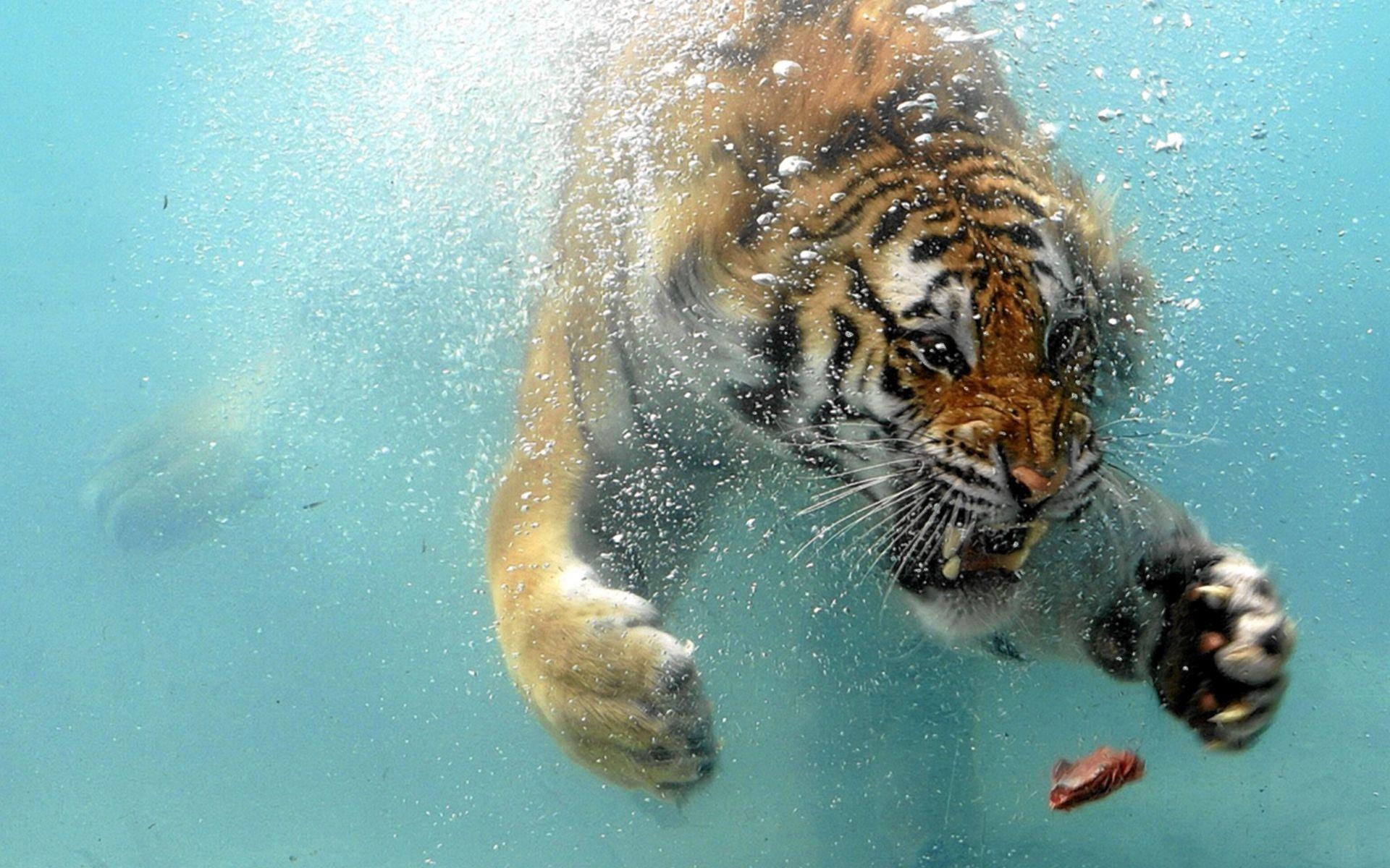 1920x1200 Angry Tiger Underwater Wallpaperx1200, Desktop