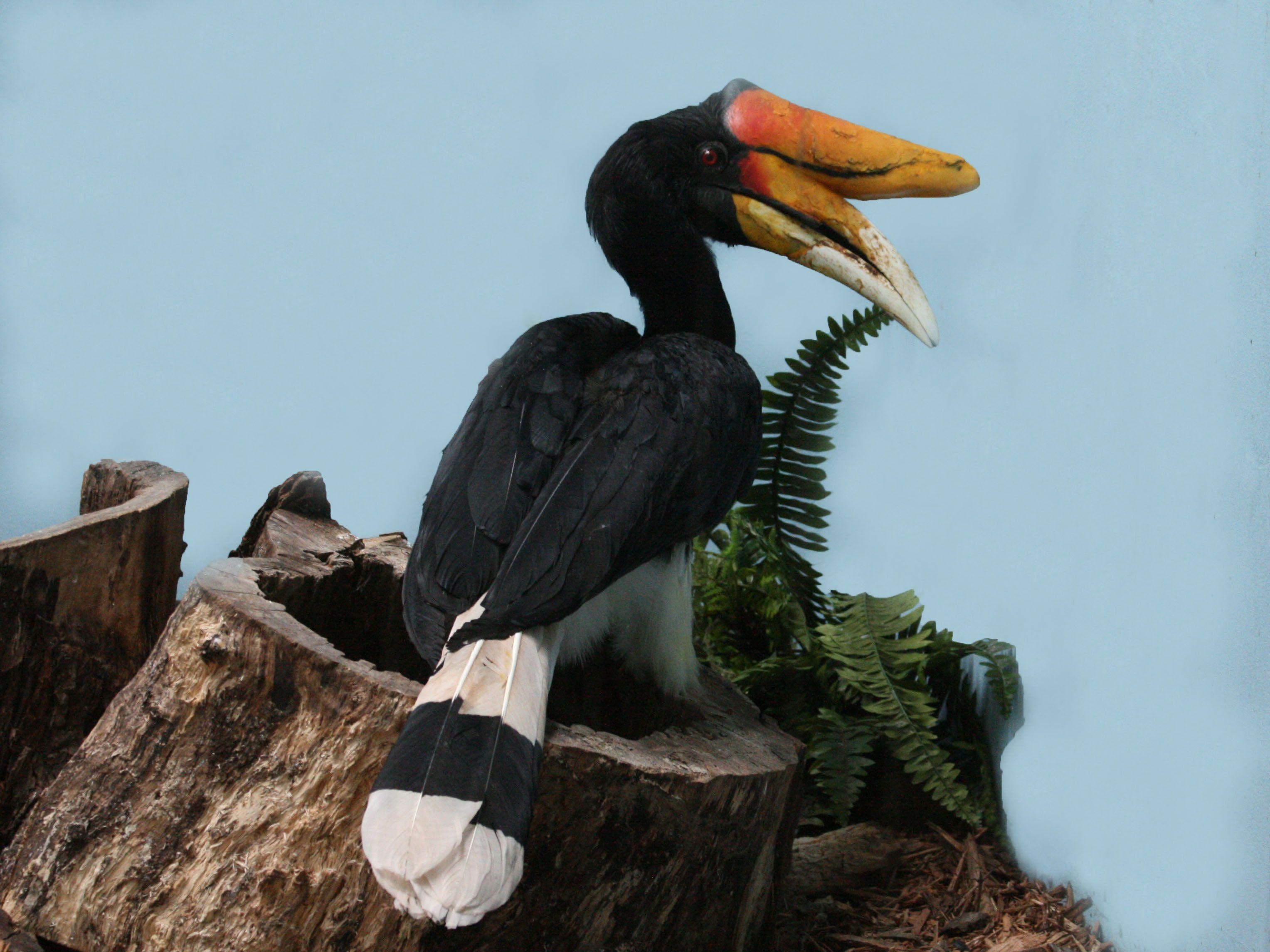 3060x2300 Rhinoceros Hornbill, Desktop