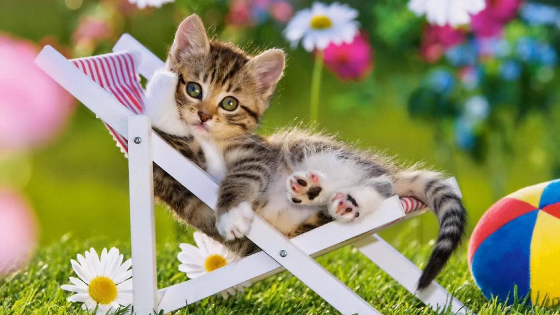 1920x1080 Summer Cat Wallpaper Image, Desktop