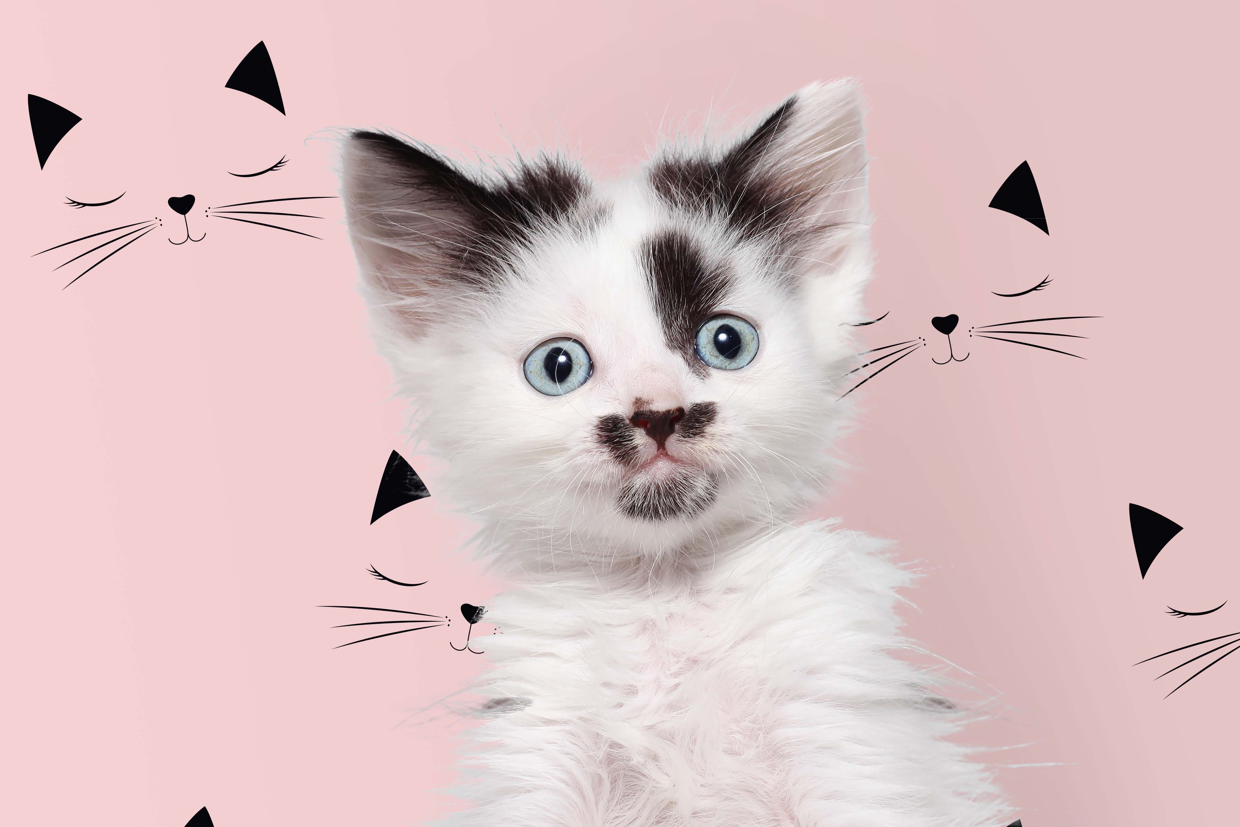 4000x2670 Pink Cat Wallpaper, Desktop