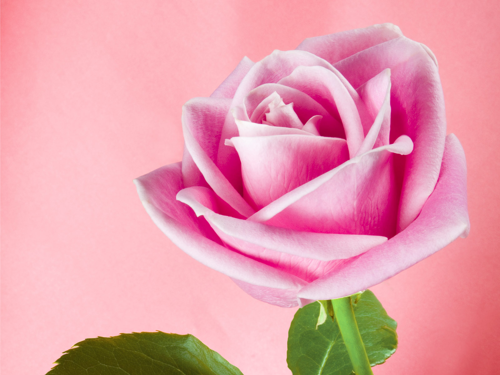 1600x1200 Free download pink roses pink rose wallpaper light pink roses pink rose [] for your Desktop, Mobile & Tablet. Explore Pink Roses Wallpaper. Pink Wallpaper, Pink Flower Wallpaper, Pink Background Wallpaper, Desktop