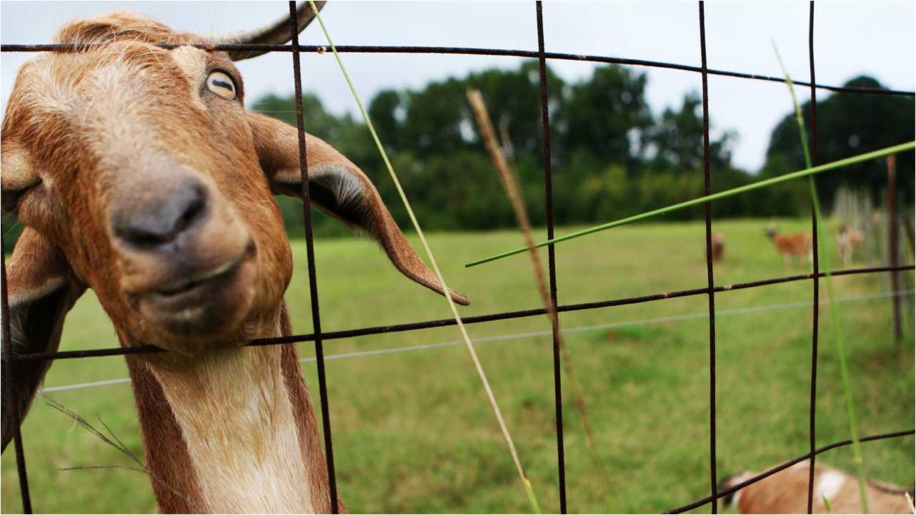 1290x730 Goat Simulator Wallpaper, Goat Simulator Wallpaper CL, Desktop