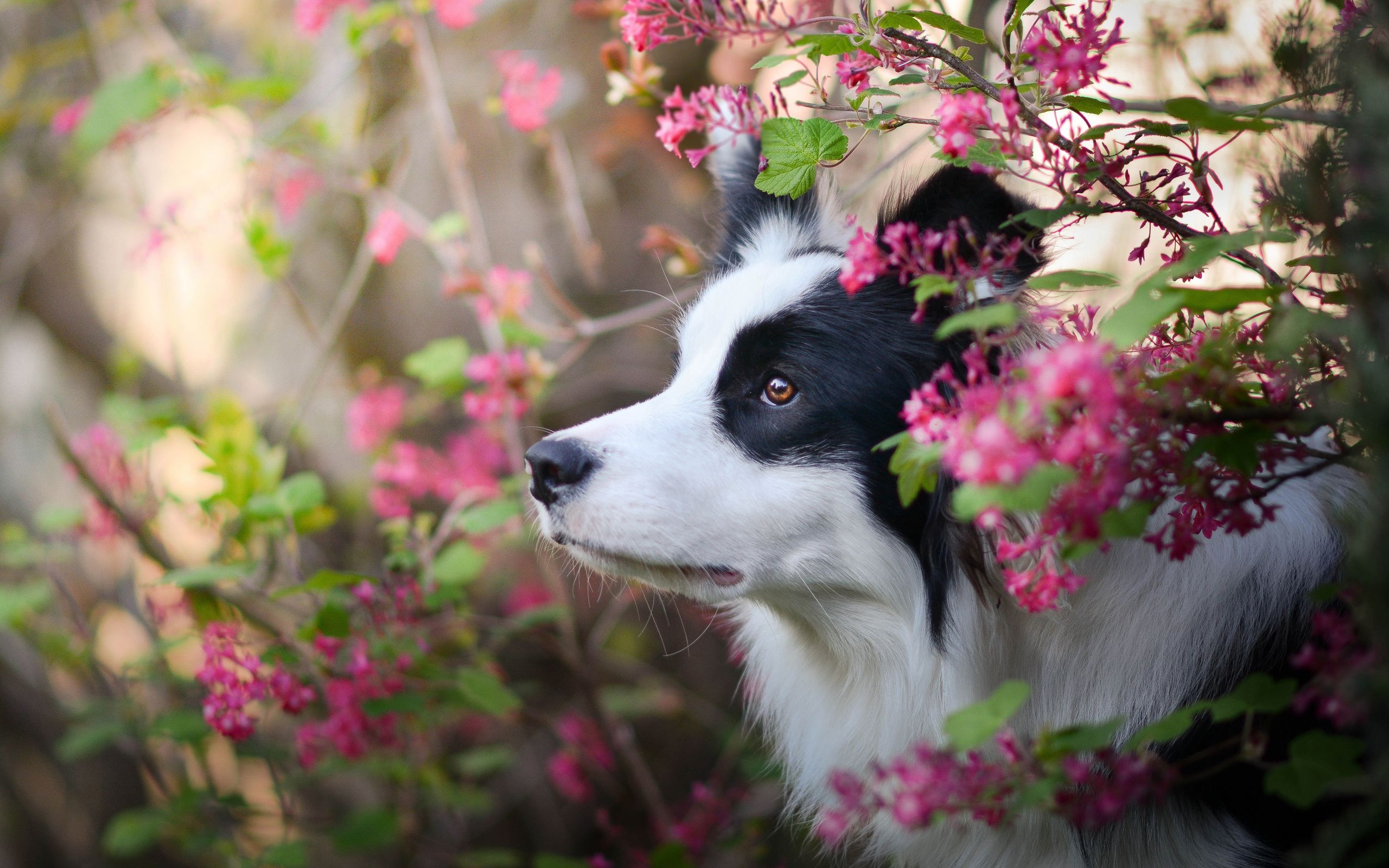 2560x1600 Border Collie Dog, Spring, Close Up, Puppy, Pets, Cute Collie Wallpaper Spring, Desktop