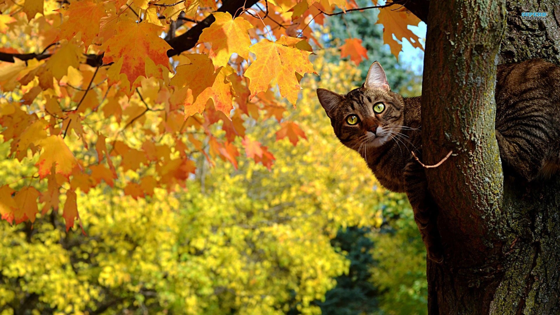 1920x1080 Autumn Time Kitty_2. [Desktop Wallpaper ]. Animals, Image Cat, Cats, Desktop