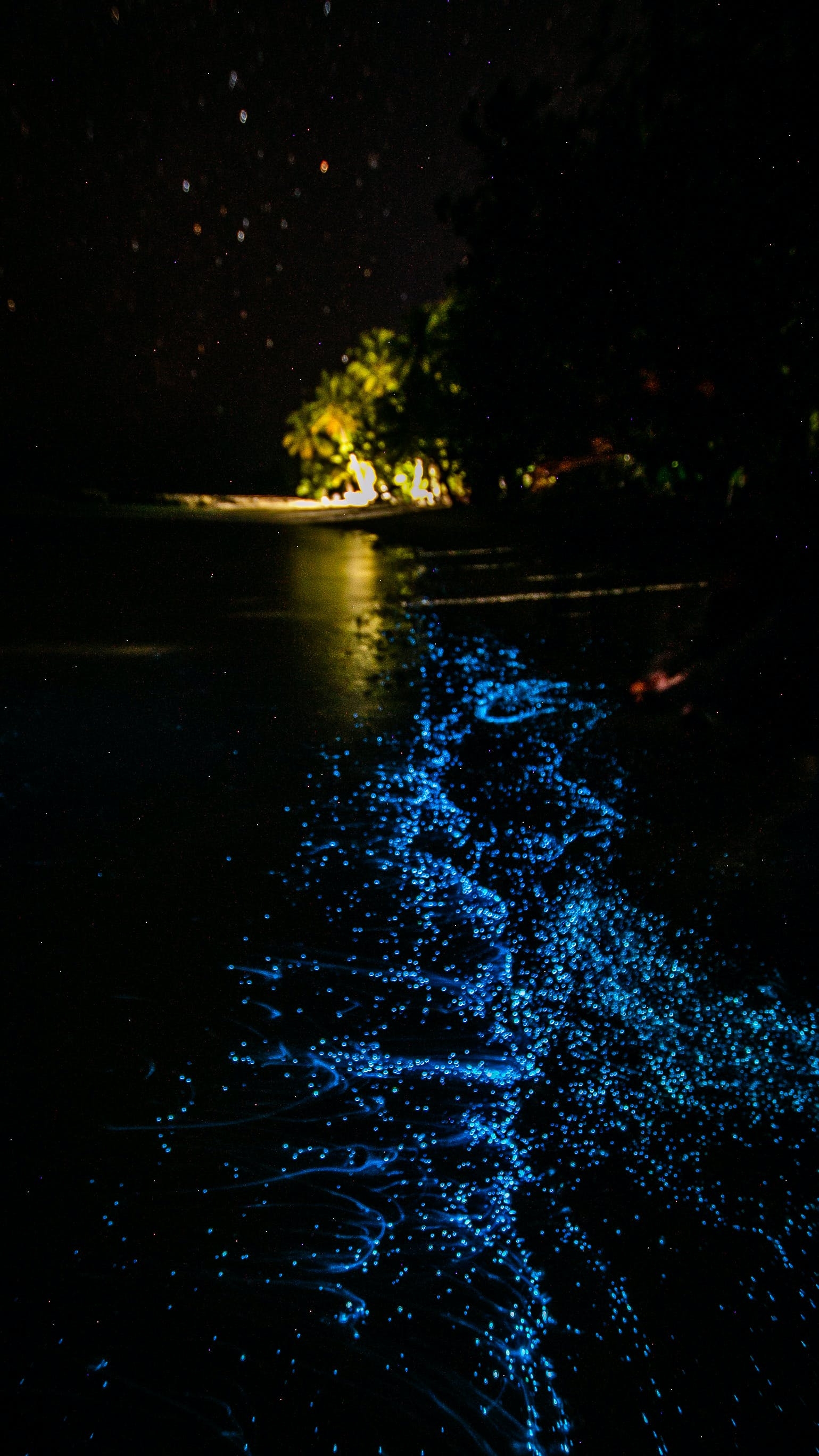 1540x2740 Bioluminescence Photo, Download The BEST Free Bioluminescence & HD Image, Phone