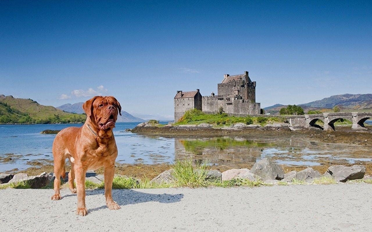 1280x800 Image Dogue de Bordeaux Dogs Castles Animals, Desktop