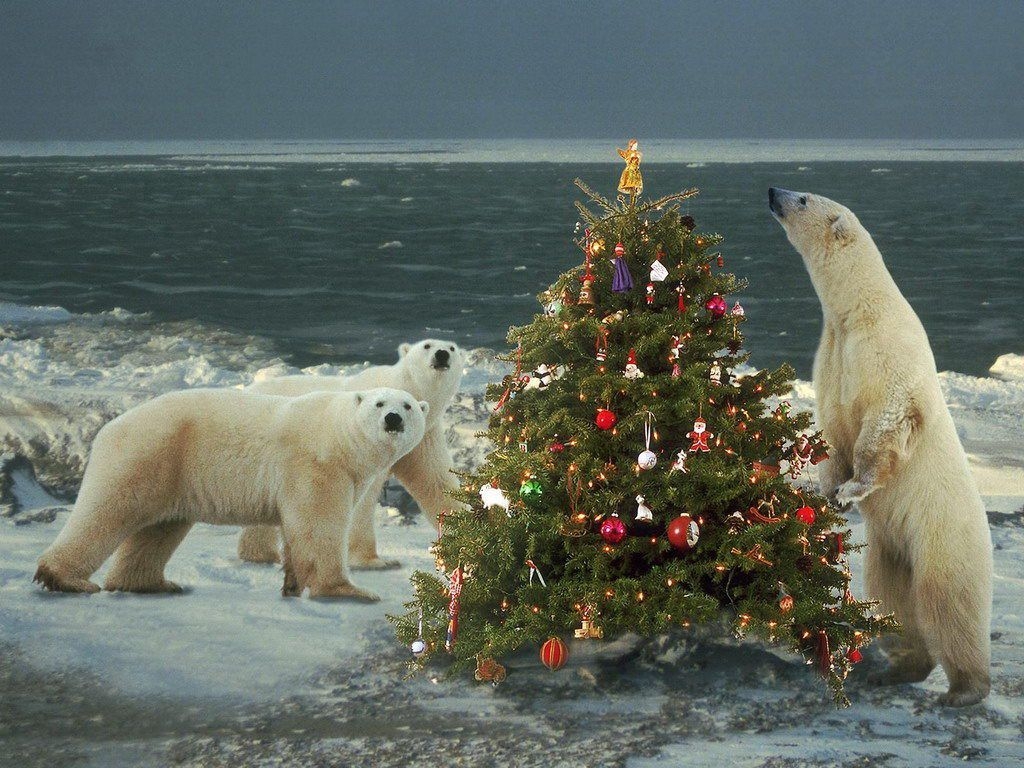 1030x770 polar bear christmas!. Polar bear christmas, Christmas picture, Polar bear, Desktop