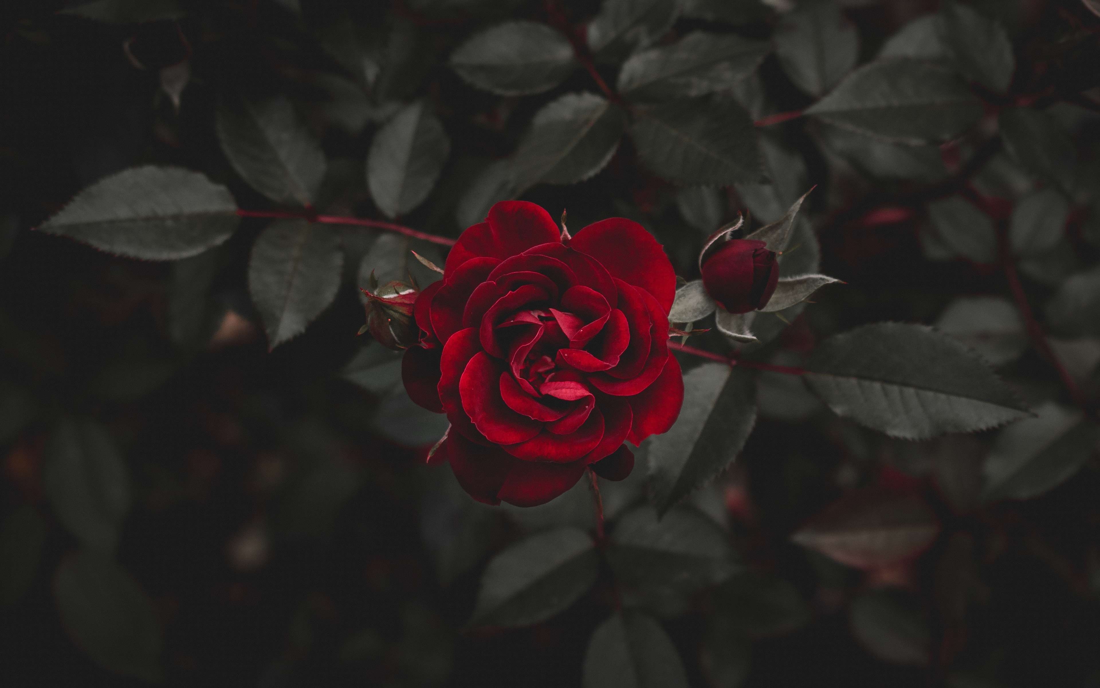 3840x2400 Ultra HD Red Rose HD Wallpaper, Desktop