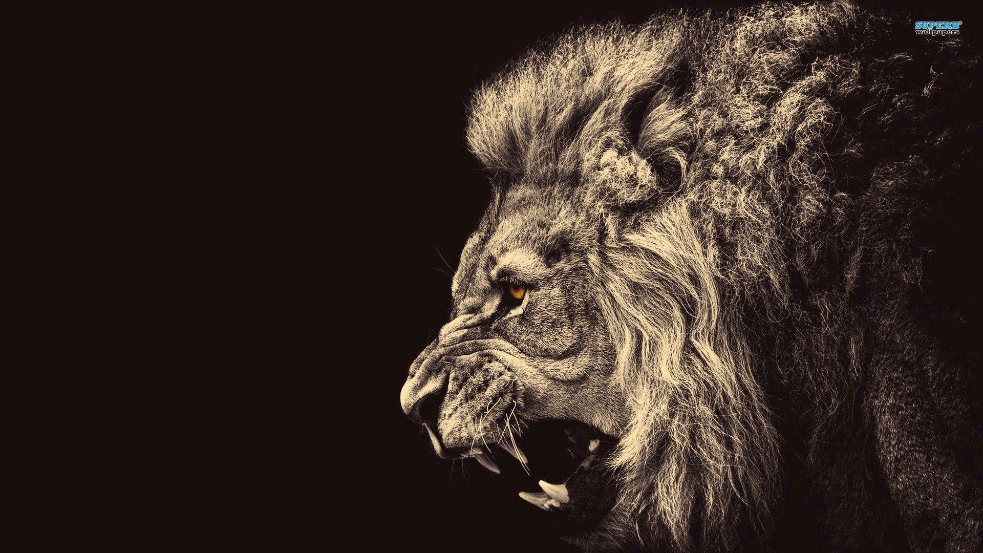 1920x1080 Lion wallpaper, Desktop