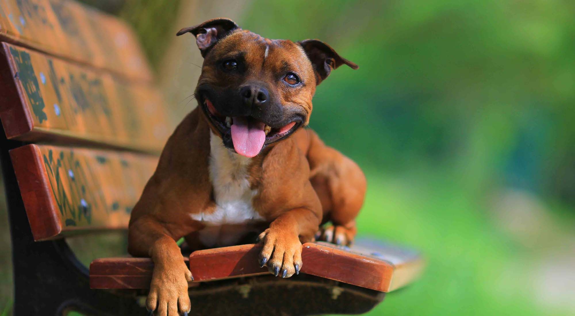 2000x1100 Staffordshire Bull Terrier Wallpaper Image Photo Picture, Desktop