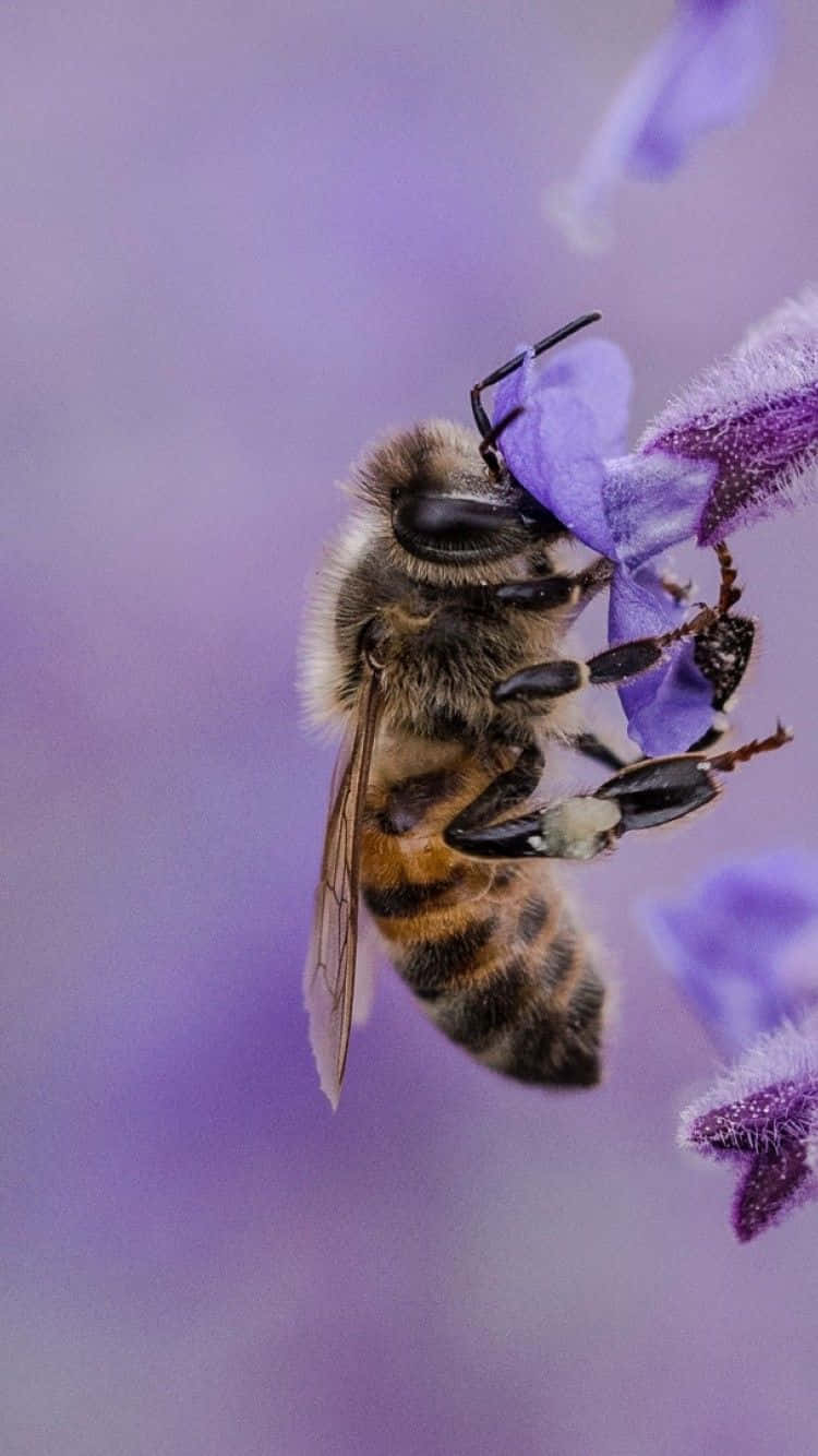 750x1340 Bee Lavander Gathering iPhone Wallpaper, Phone