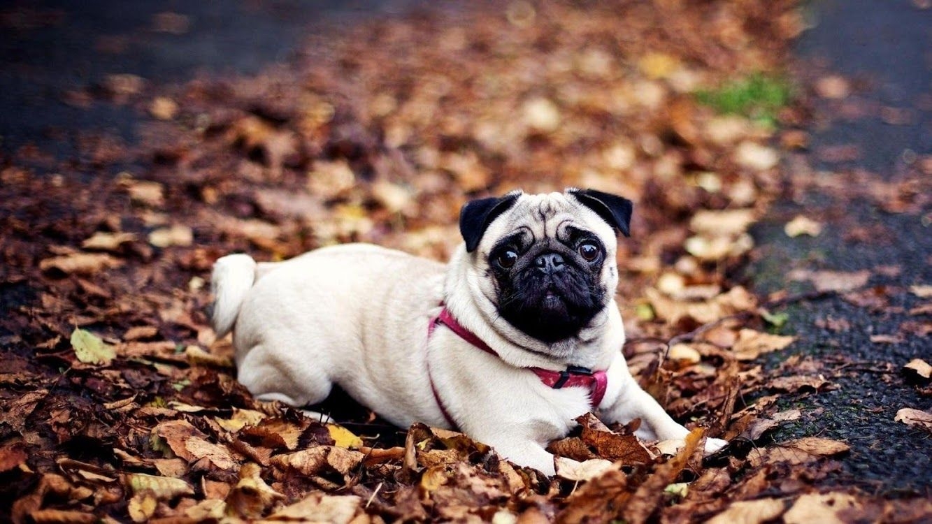 1340x750 Cute Puppy Dog Wallpaper, Desktop