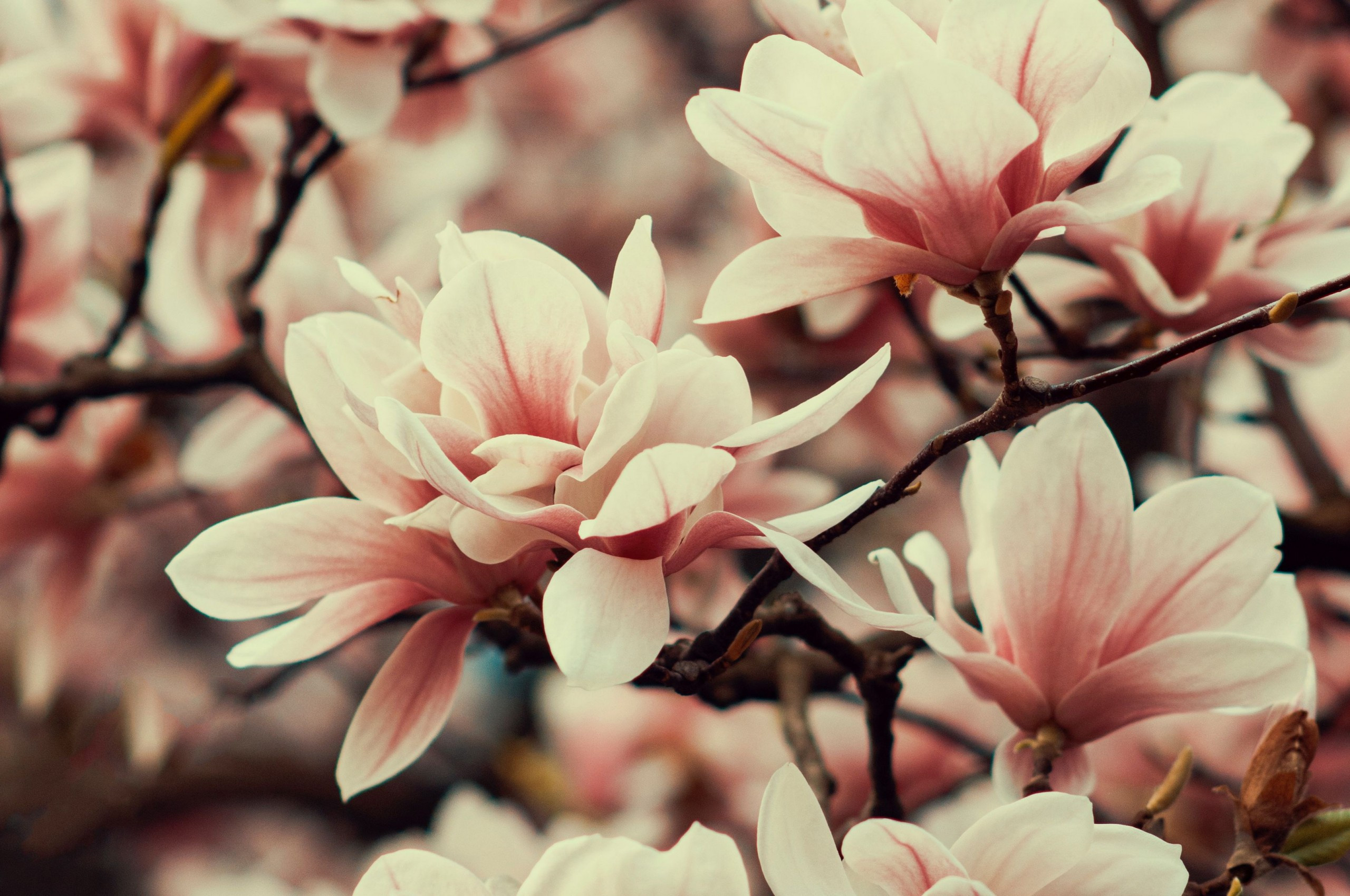 2560x1700 Download  Spring, Pink Flowers, Branches, Trees, Buds Wallpaper for Chromebook Pixel, Desktop