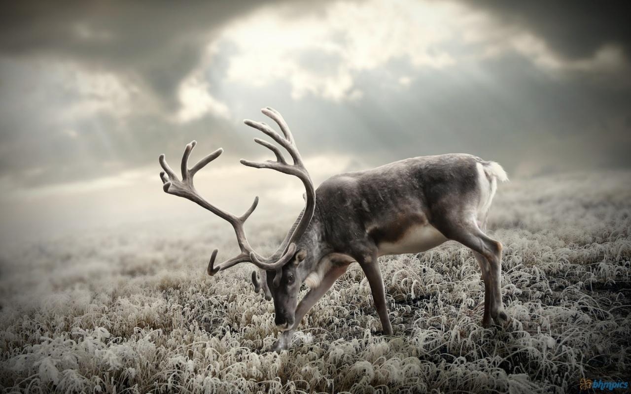 1280x800 Best Deer Wallpaper. Awesome Deer Wallpaper. Beautiful Deers, Desktop