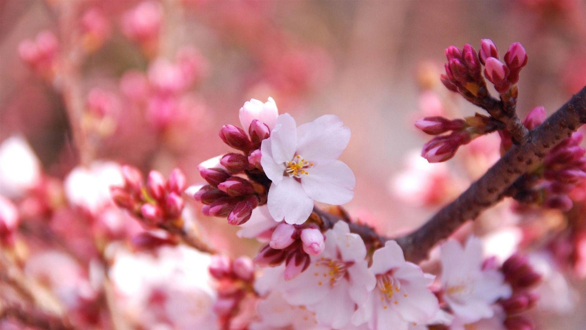 1920x1080 Cherry Blossom HD Wallpaper. Wallpaper Studio 10, Desktop