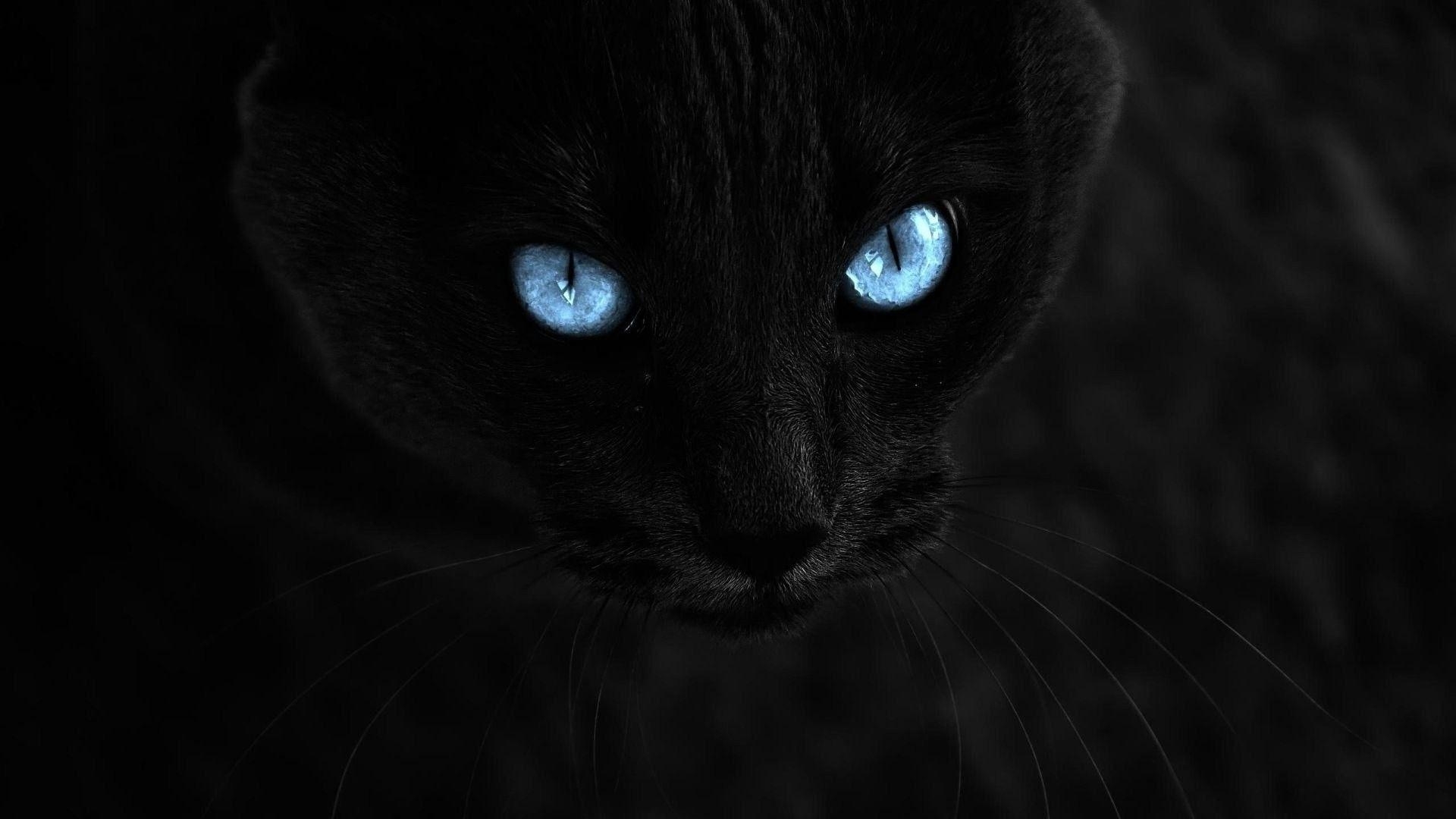 1920x1080 Black Cat Eyes Wallpaper, Desktop