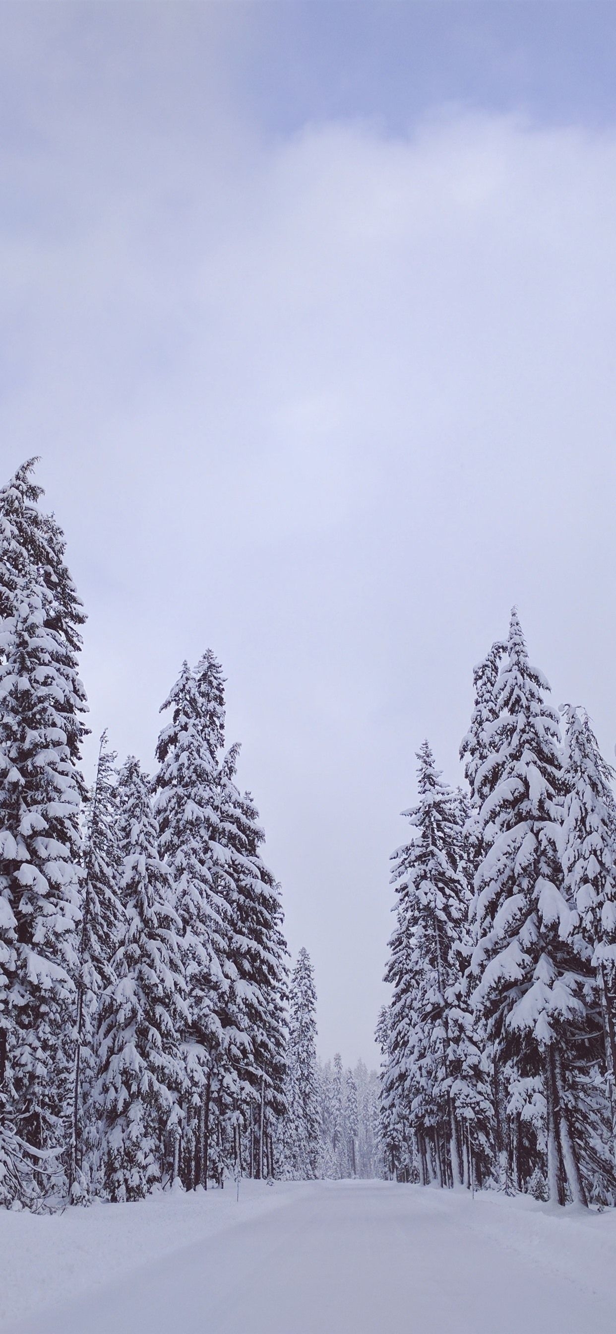 1250x2690 Trees, White Snow, Winter  IPhone 11 Pro XS Max Wallpaper, Background, Picture, Image, Phone