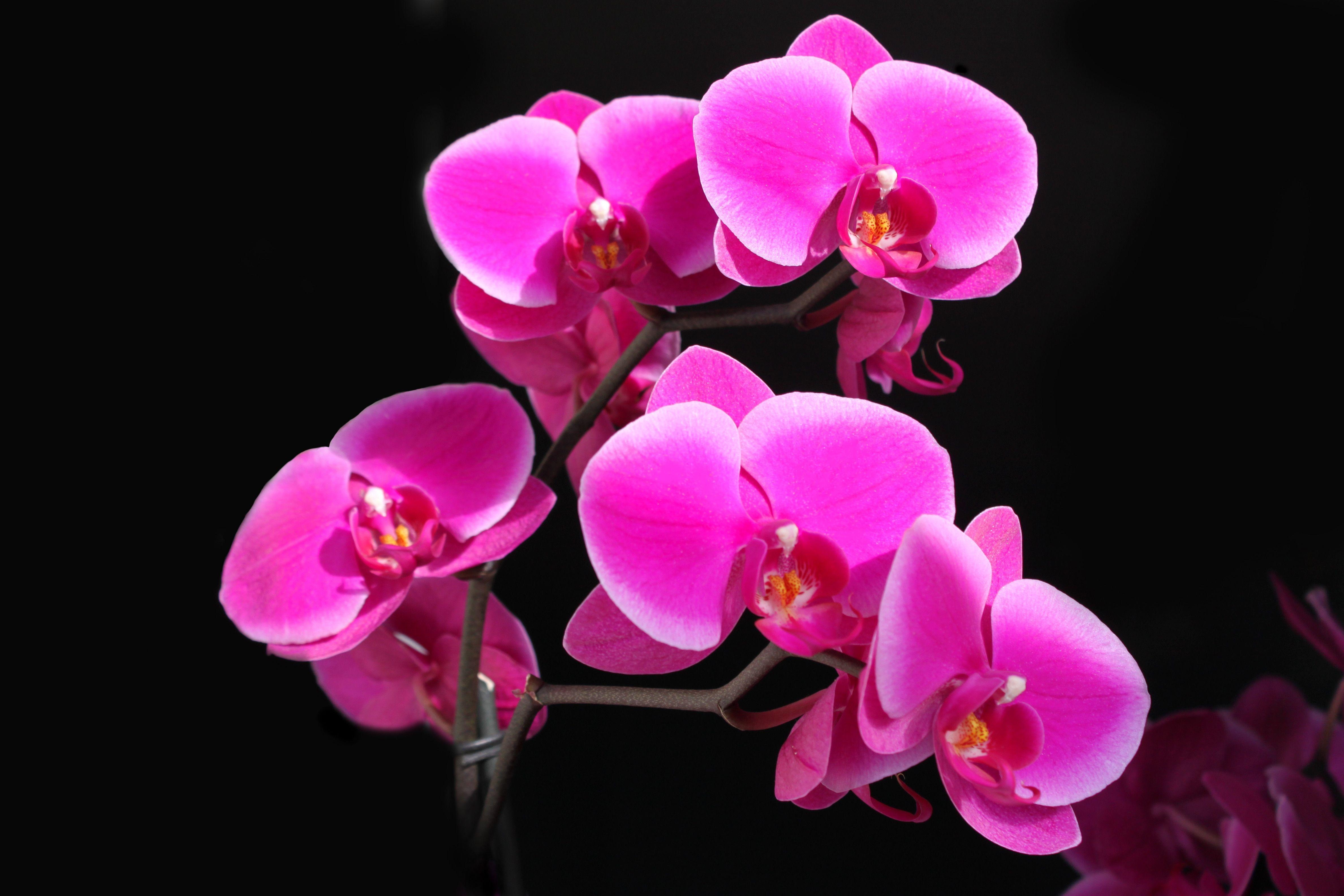 4760x3170 Orchid HD Wallpaper and Background Image, Desktop