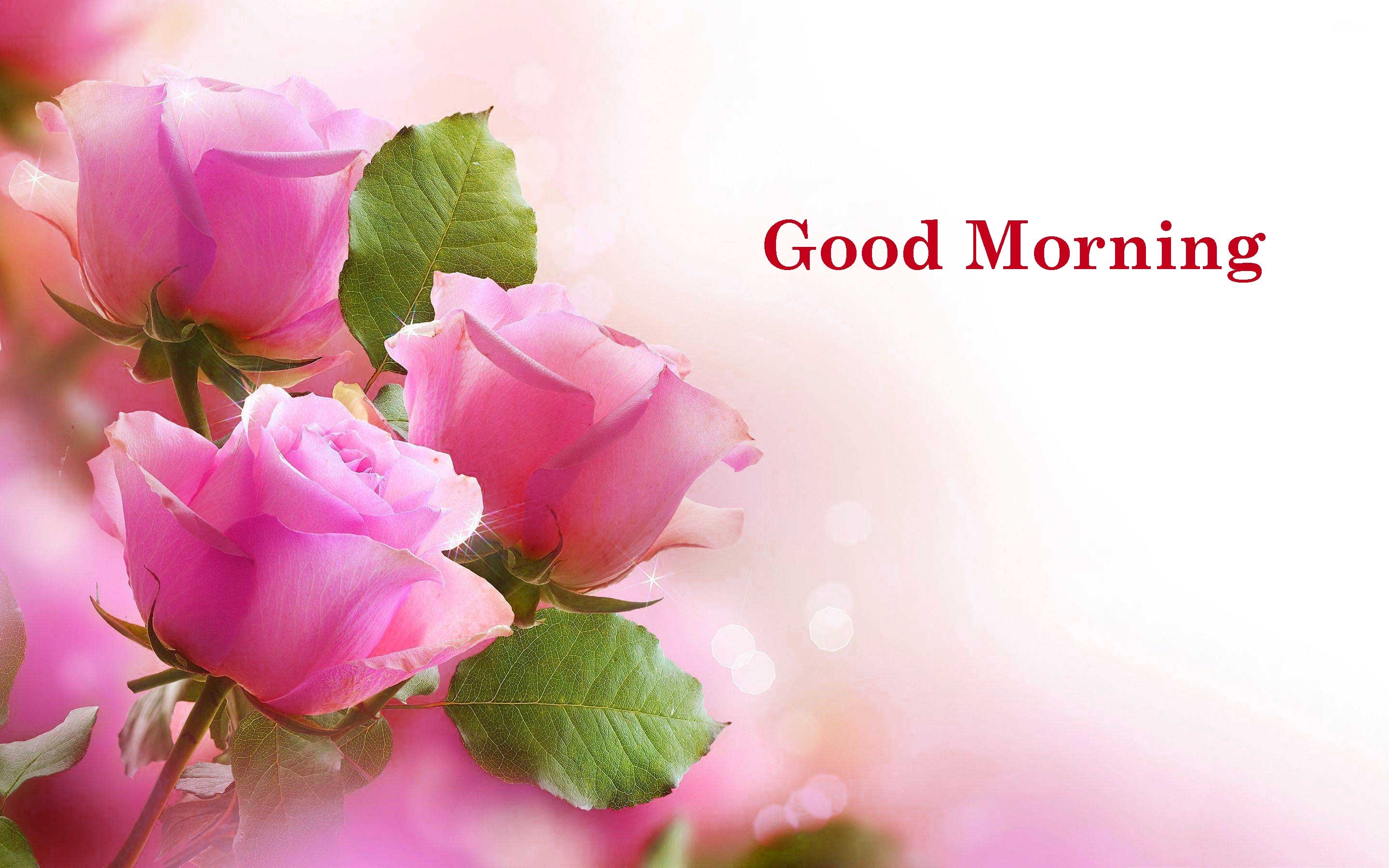 2880x1800 Rose Flowers Good Morning Wallpaper, Desktop