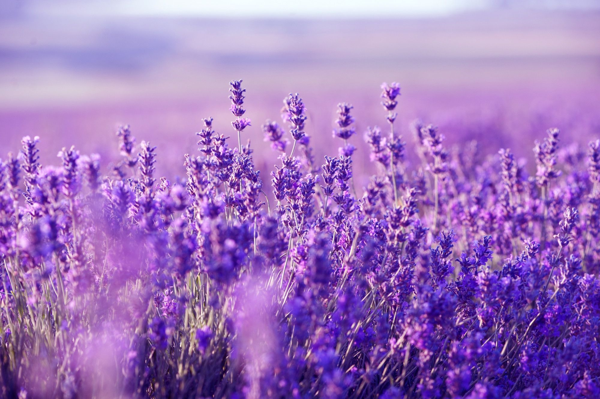 2000x1330 Lavender Desktop Wallpaper Free Lavender Desktop Background, Desktop