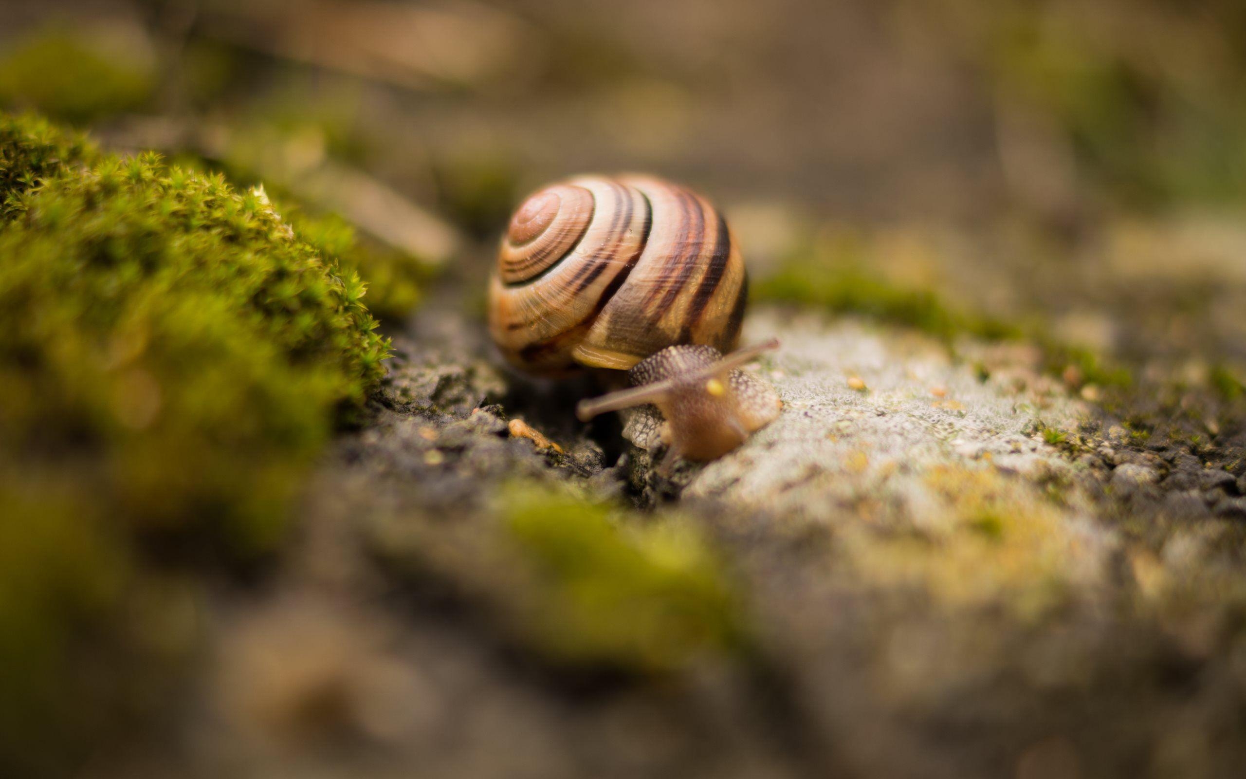 2560x1600 4K Snails Wallpaper High Quality, Desktop